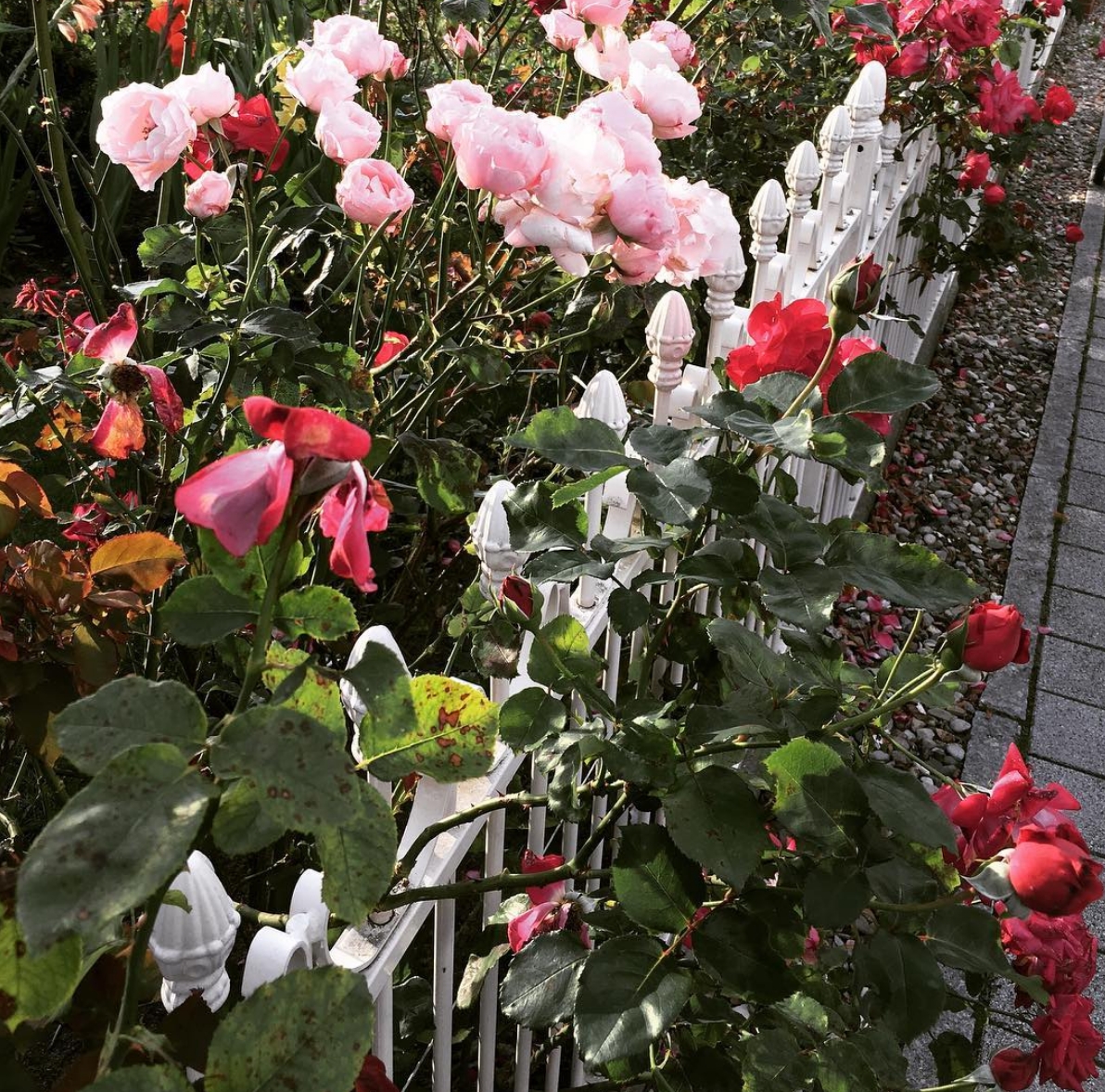 Flowery garden 🌹🌷🌸🌼#flowerpower #flowerlovers #flowers #rose #flowerstagram #garden #gardenlife #farmerflorist 