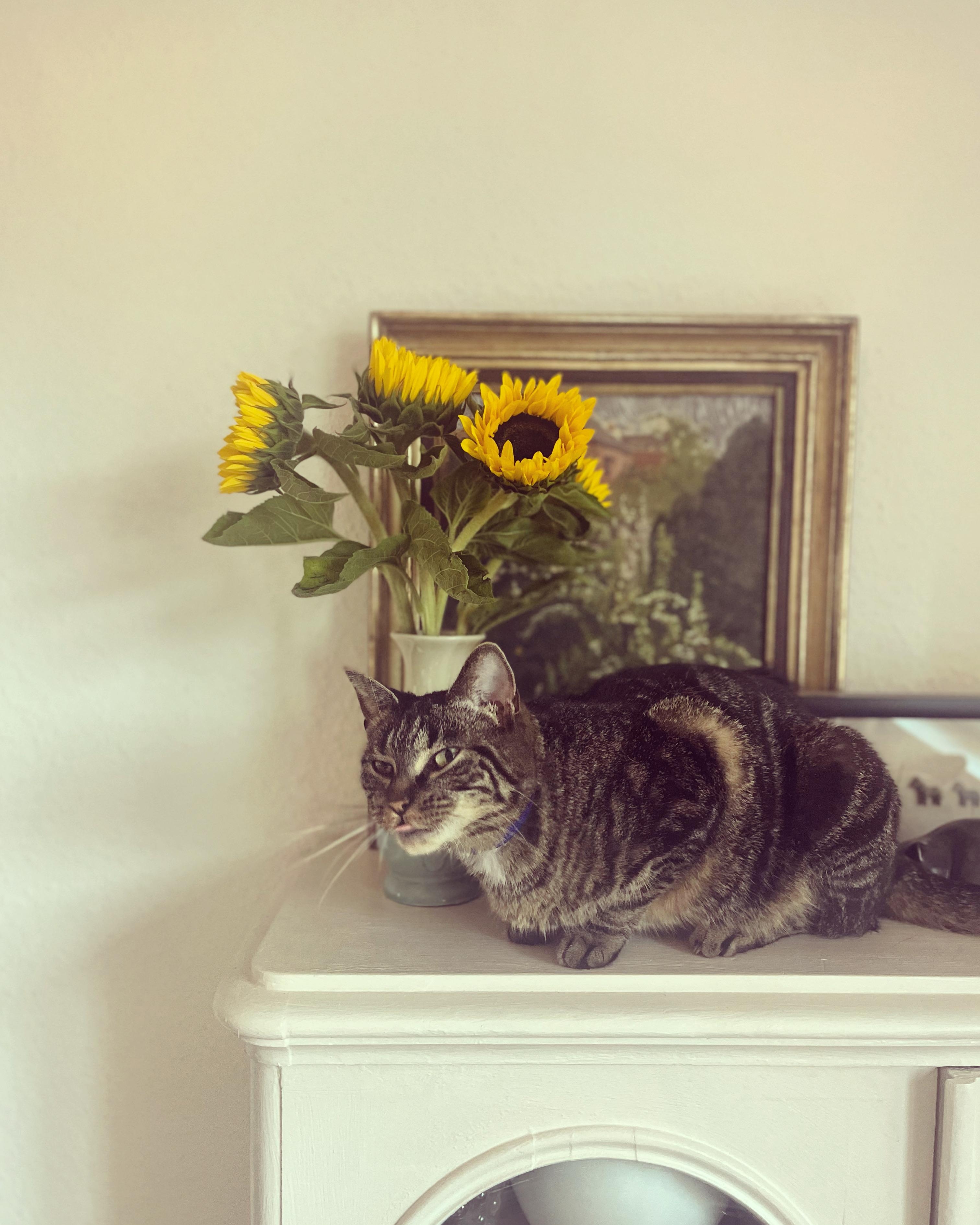 freche Katze 
#sonnenblumen #katze #art #schlafzimmer #vintage #gebrauchtemöbel