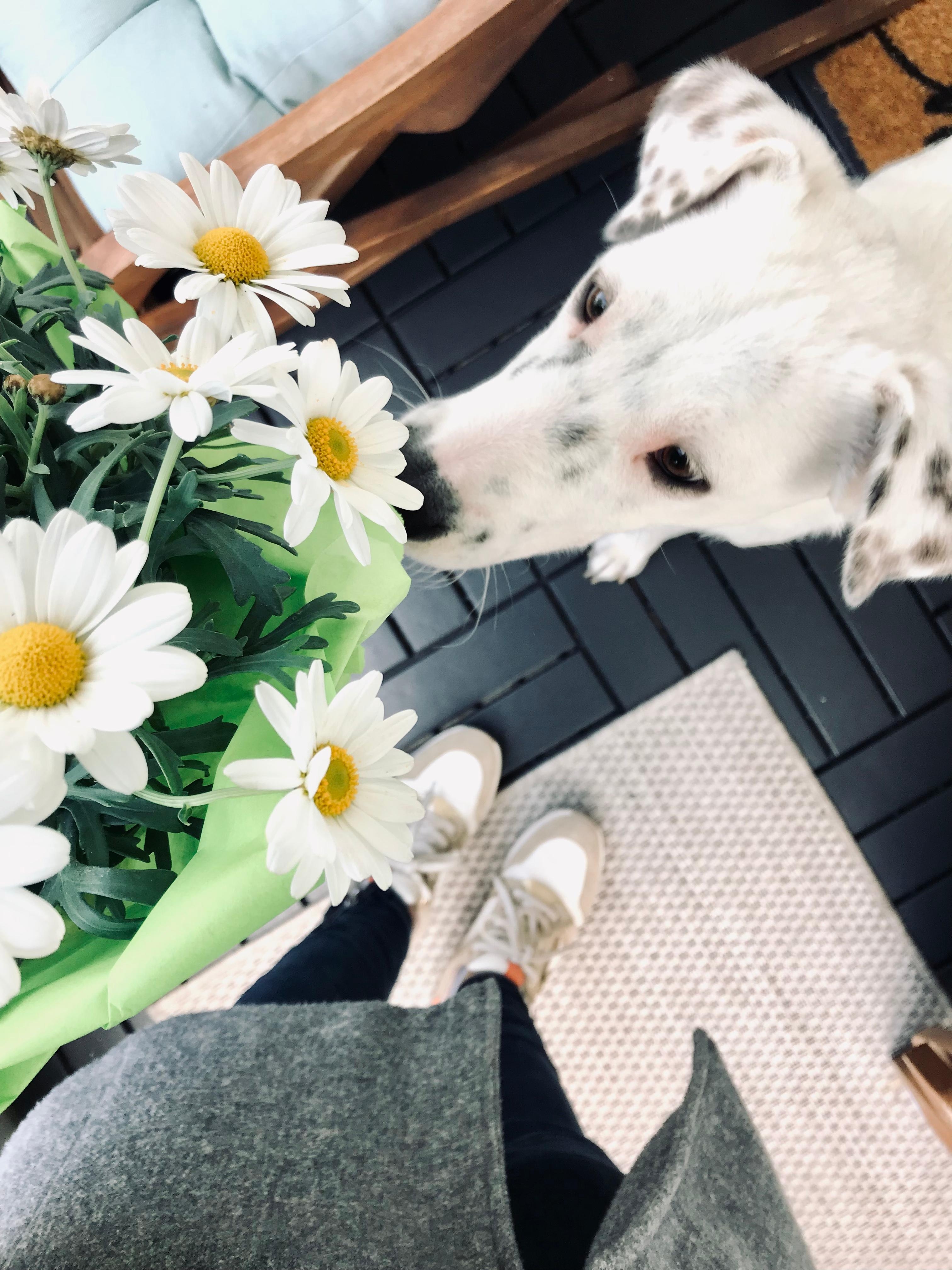 Fresh flower am Mittwoch 💛
#home #balkon #margarithen #dog #kissen #holzstuhl #teppich #happyhome #outdoor #spring
