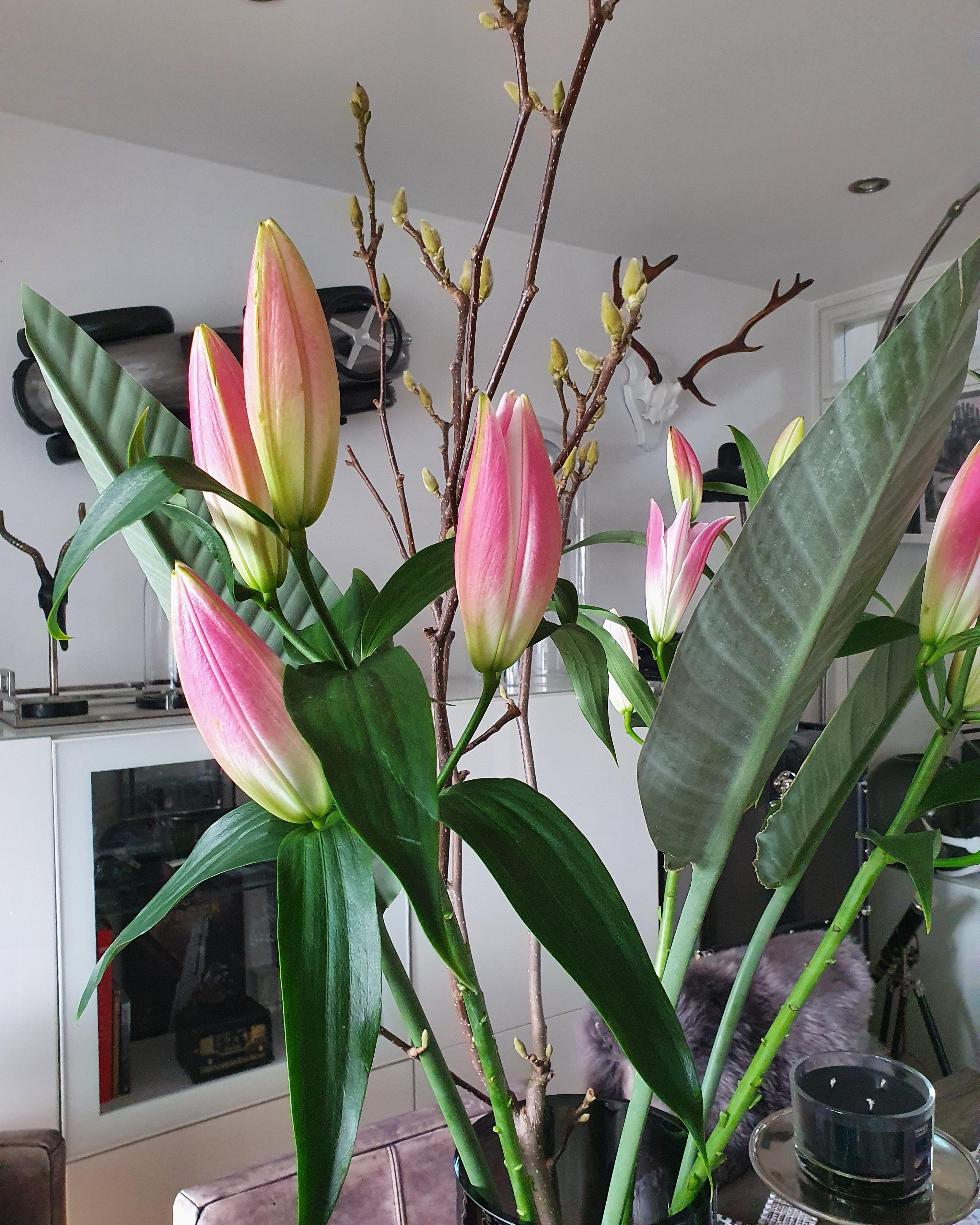 Fresh flowers- lilien, magnolienzweige und strelizien blätter