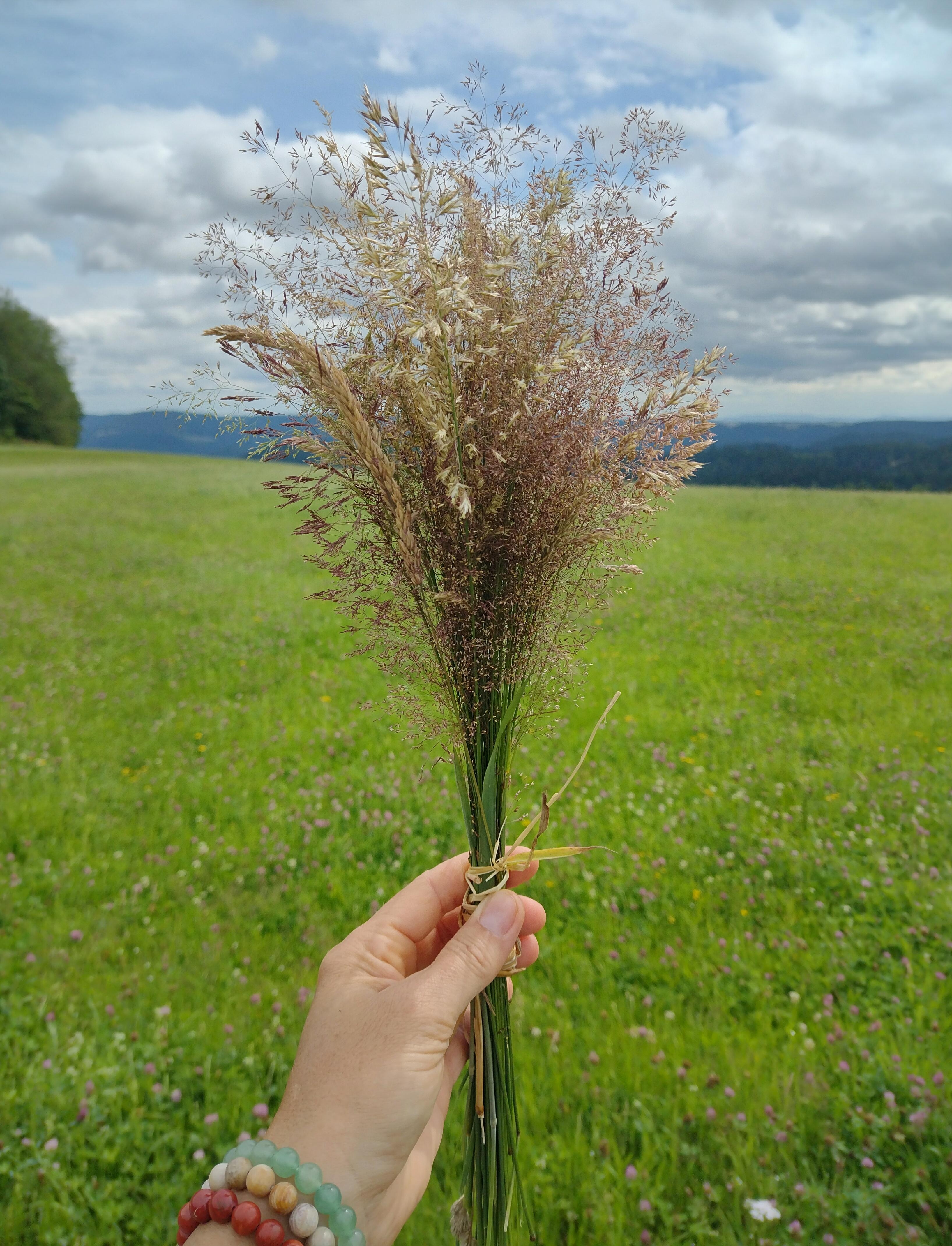 Fresh grass friday 😜
#gras #pflanzen #schwarzwald 
