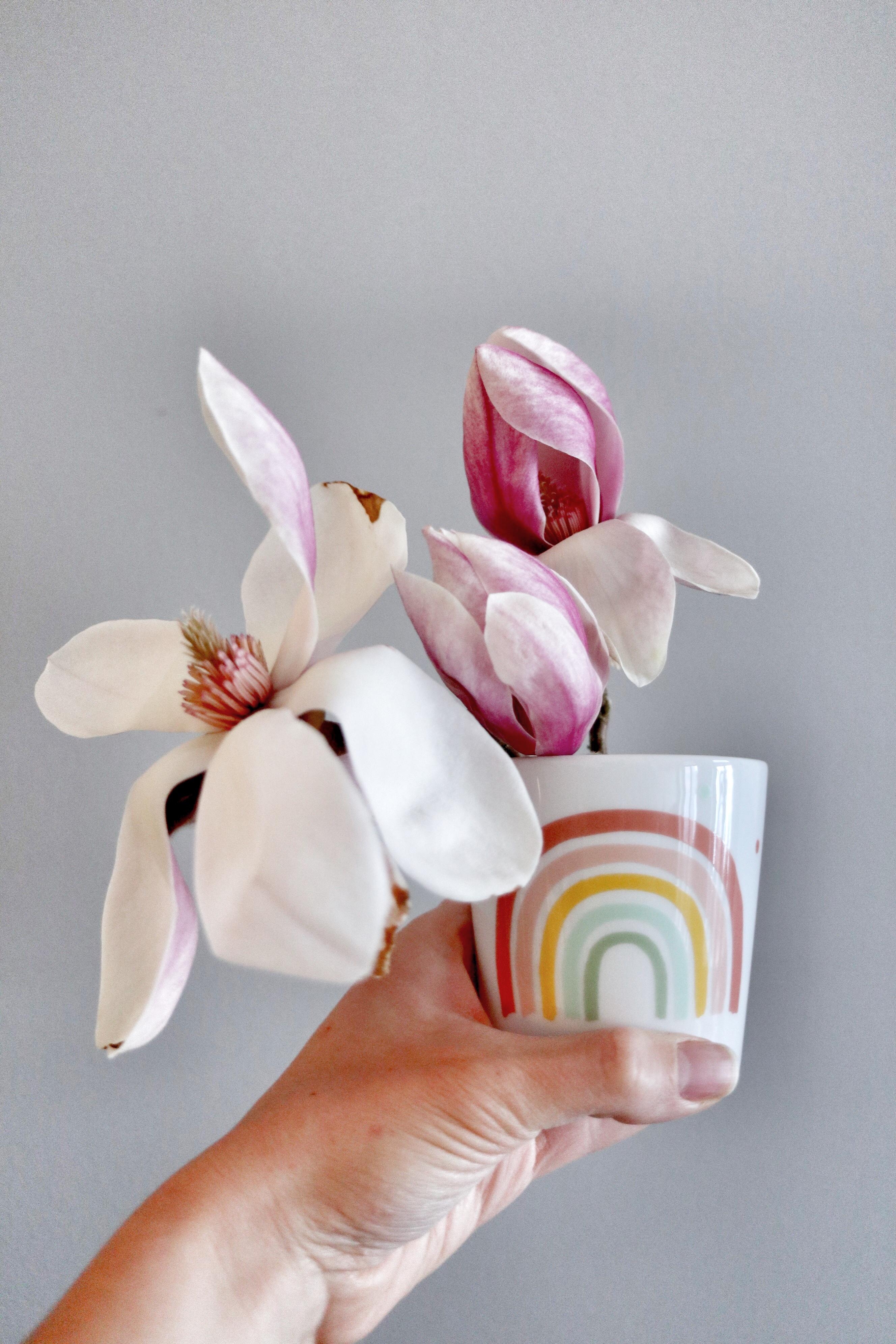 #freshflowerfriday mit einem kleinen Magnoliengruß 🌈 #magnolie