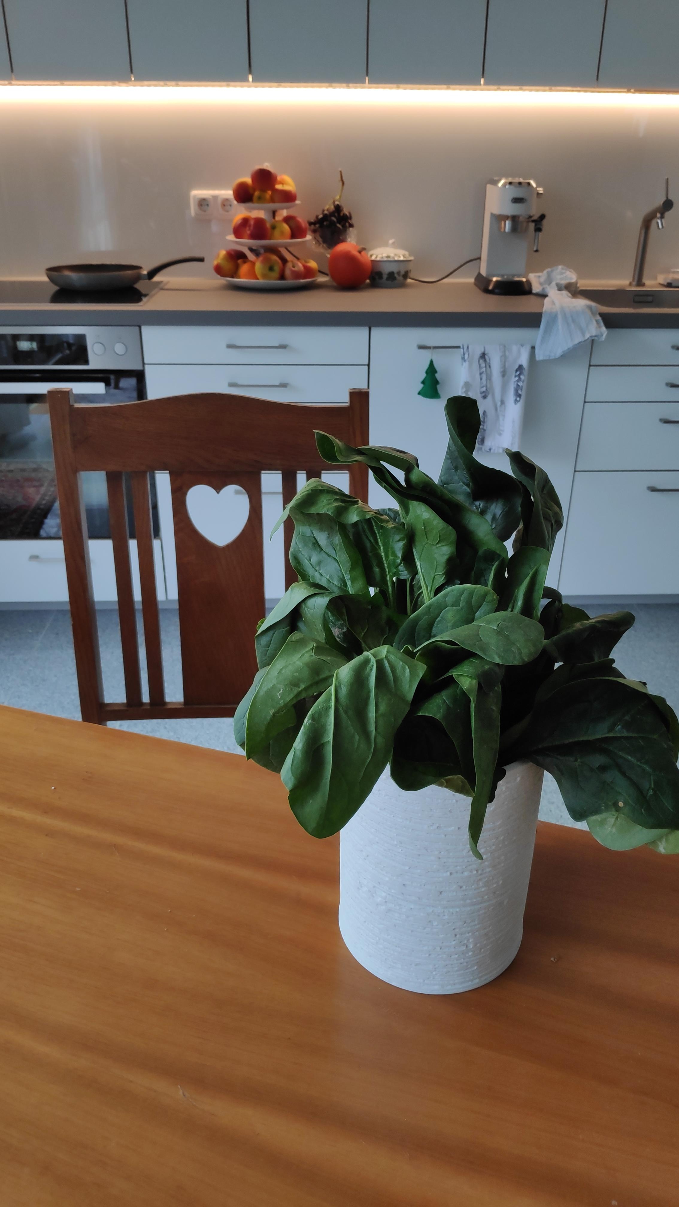 .Freshplantday mit Spinat.
#Spinat #Gemüse #Küche #Vase #Porzellan #Salat #frischesGemüse