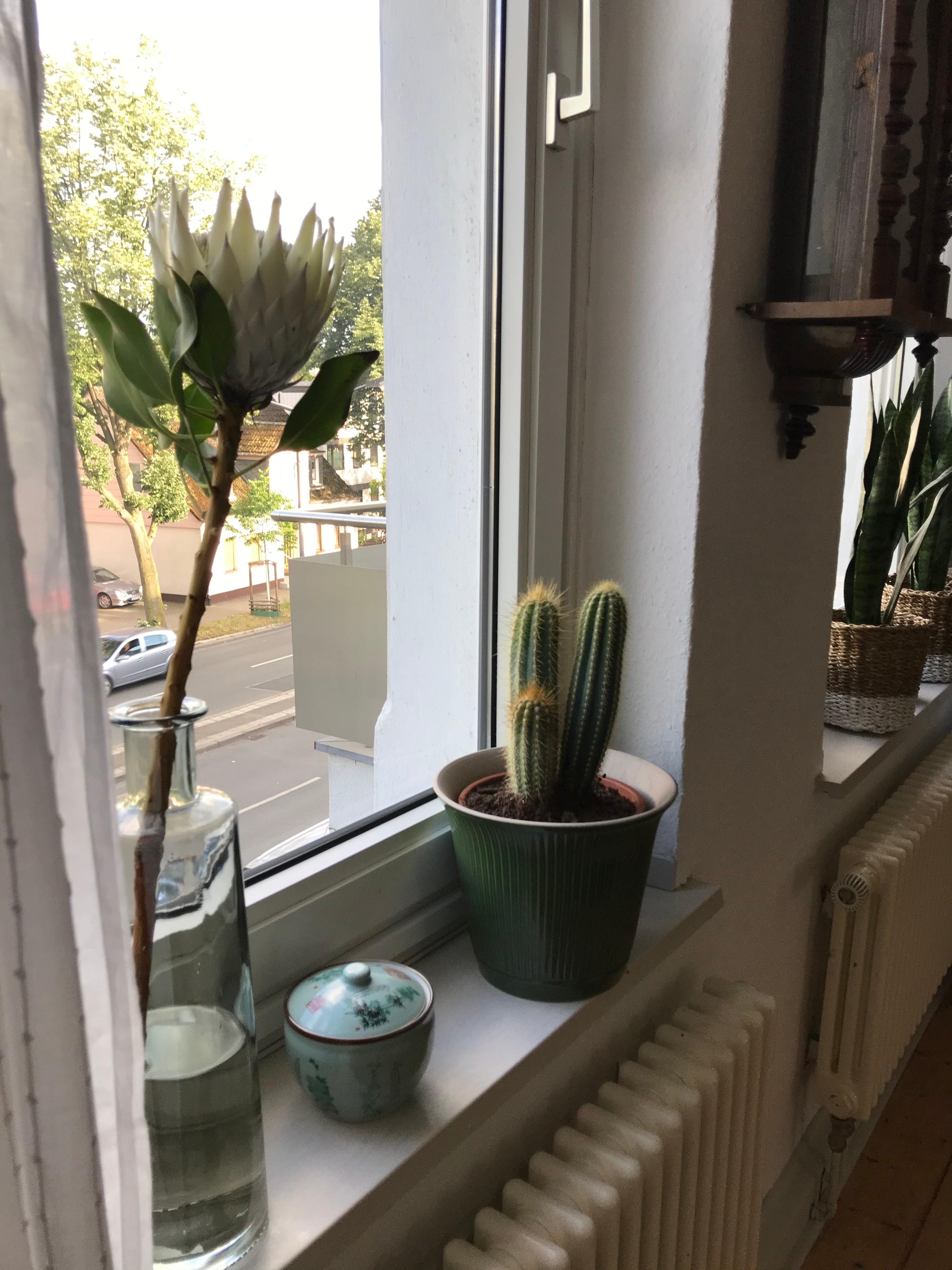 Freue mich so über den neuen #look von meinem #wohnzimmer #pflanzenliebe #kaktus 