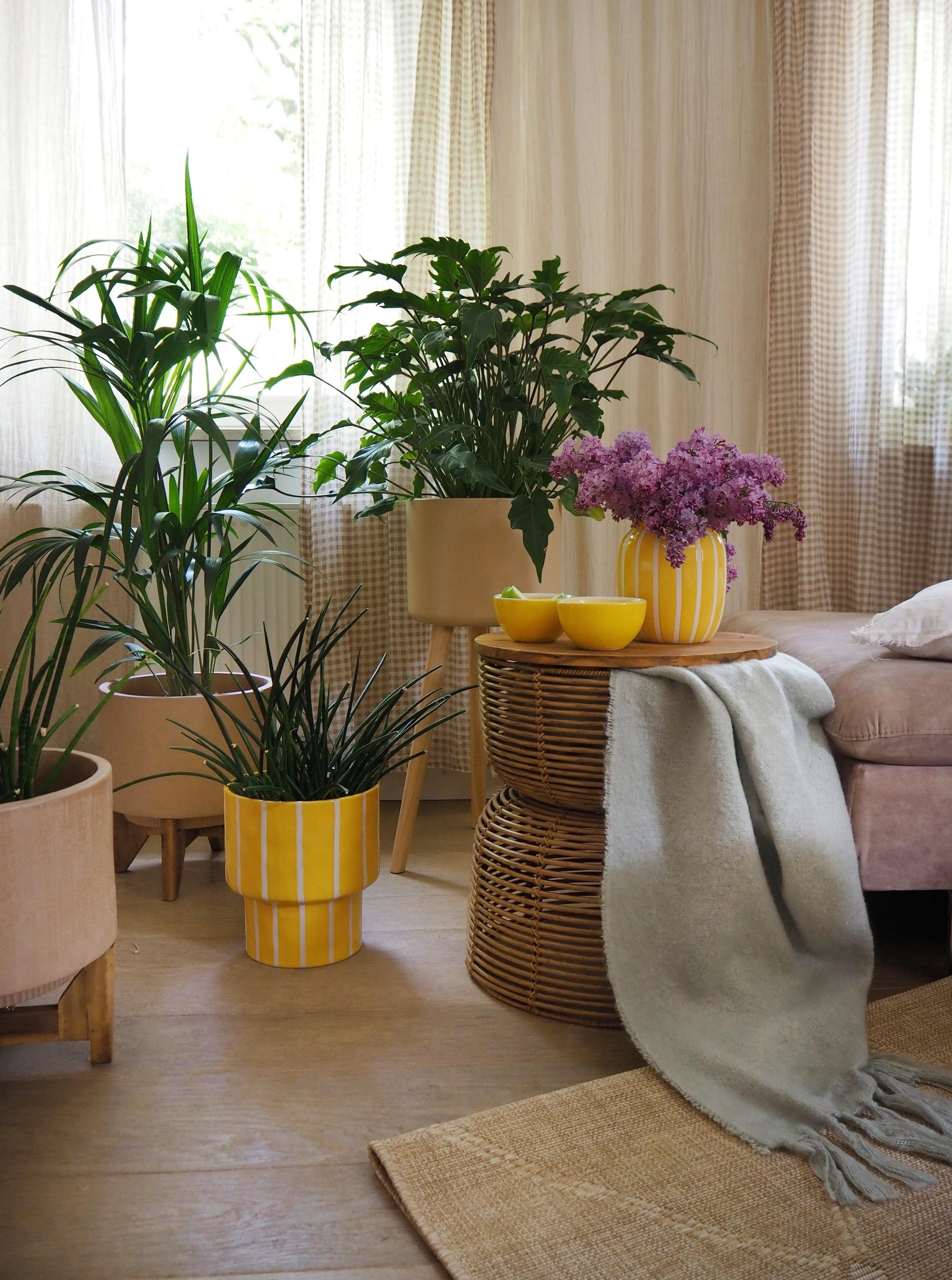 FRIDAY.FLOWERS #flowers #plants #livingroom #couchstyle #wohnzimmer #plantlover 