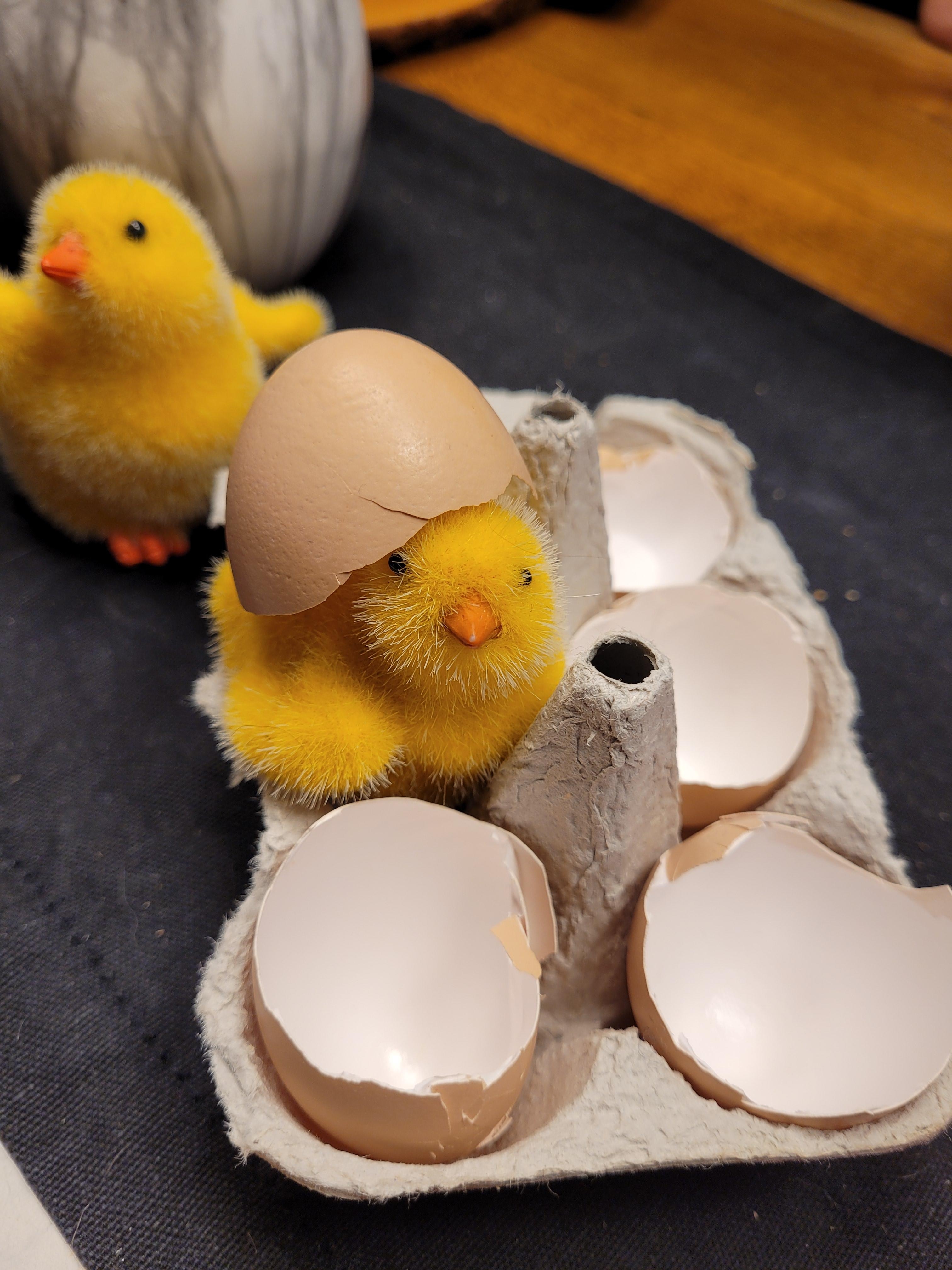Frisch geschlüpft - mit eierschalen von unseren Hühnern 🥰 #Ostern #Osterdeko 