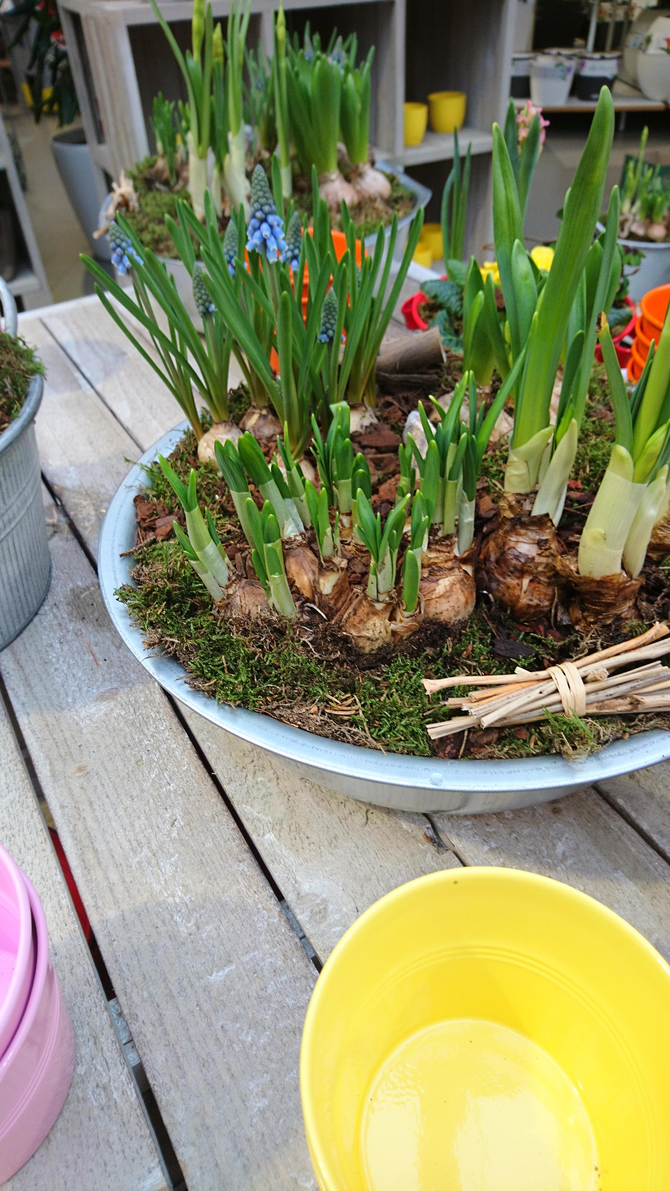 Frische-Kick im Garten Center 💚

#Frühling #Pflanzen