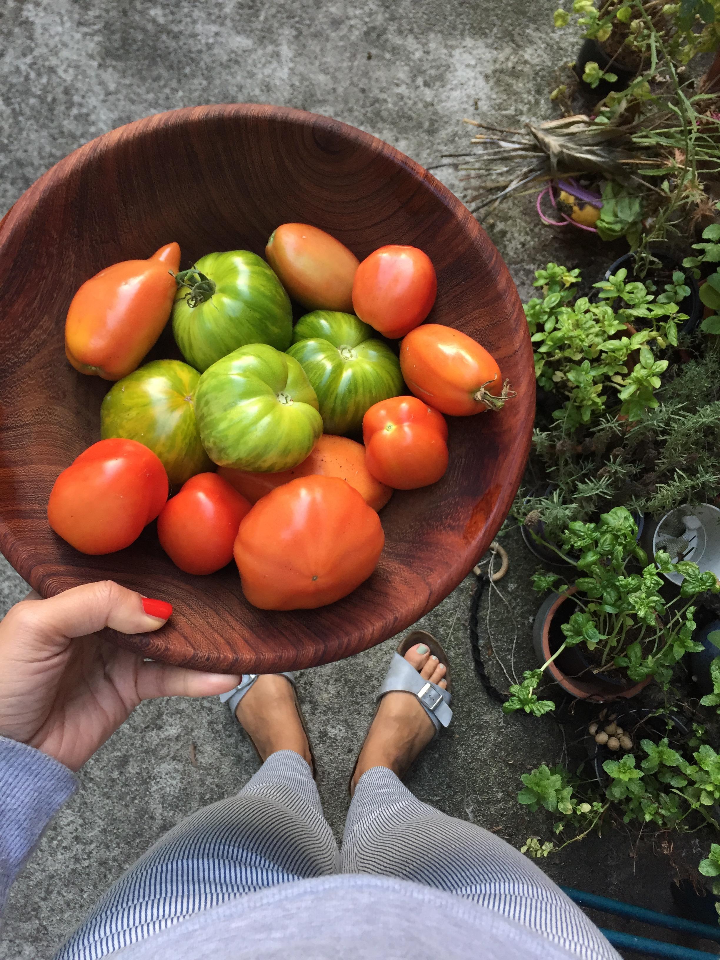 Frische Tomaten aus dem Garten 🍅 
#urbangardening #tomaten #grünetomaten #stadtgarten #citygarden #eigeneernte 