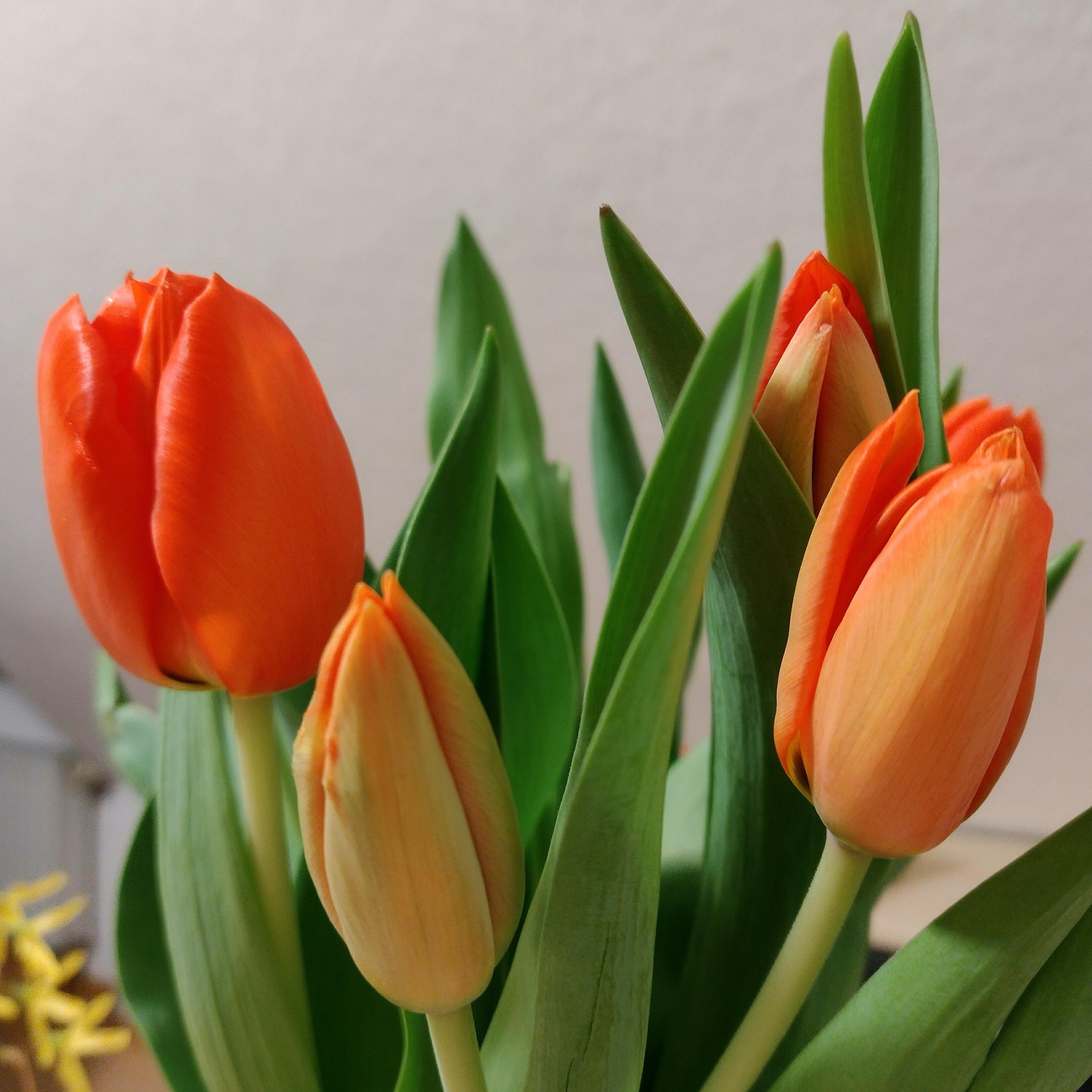 #frischeblumen #freshflowers #tulpen #orange