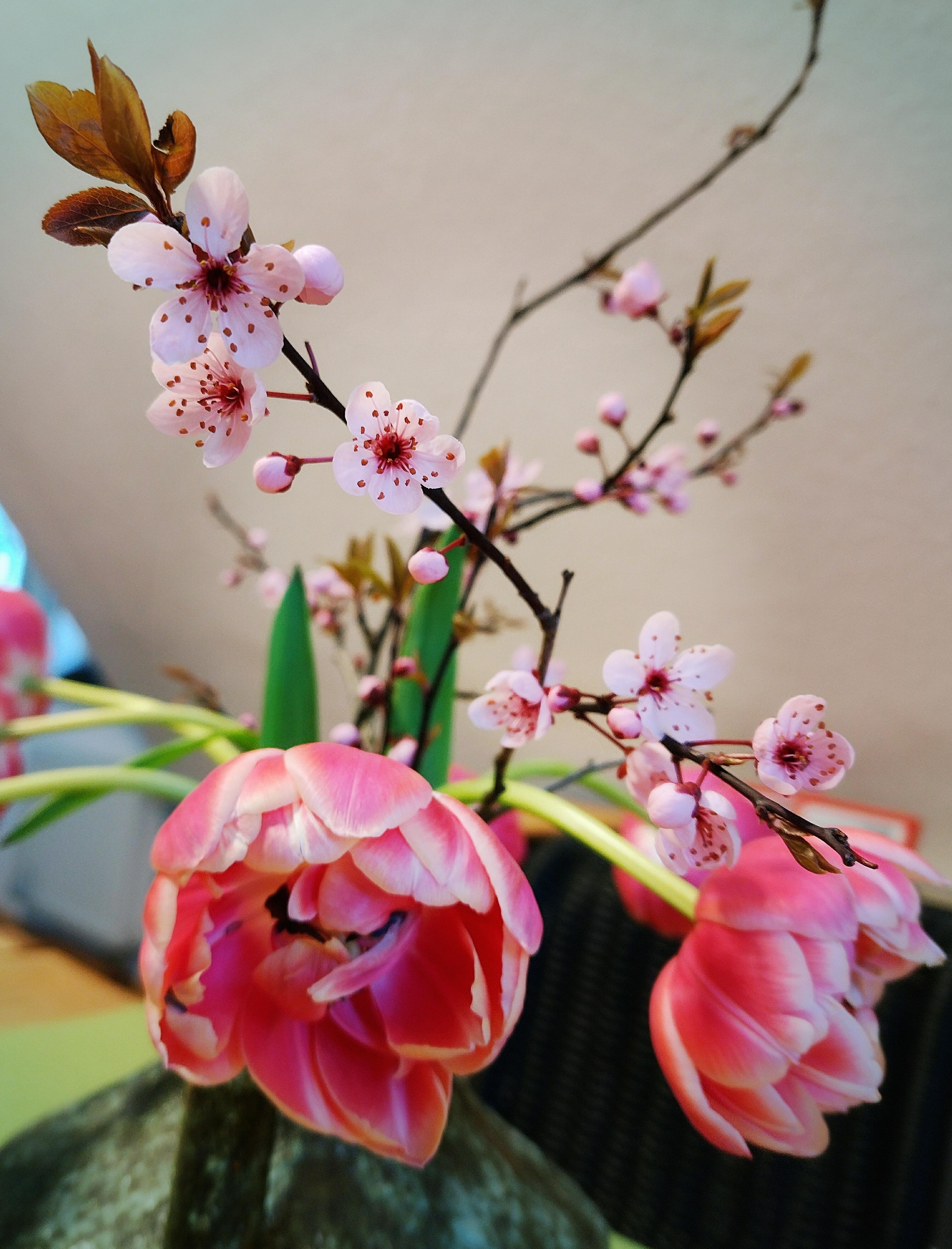 #frischeblumen #tulpen #blumenliebe #frühling