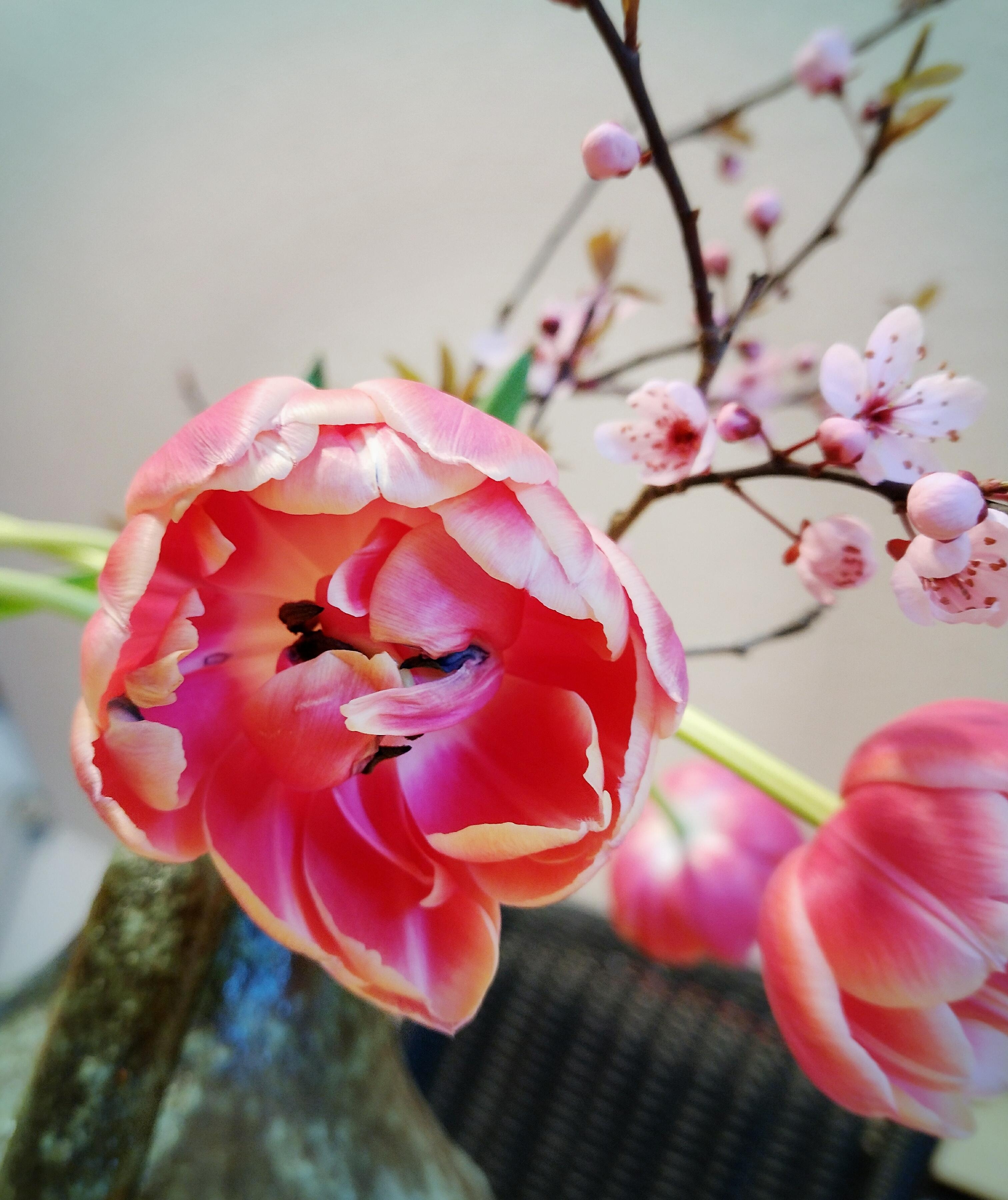 #frischeblumen #tulpen #frühling #blumenliebe