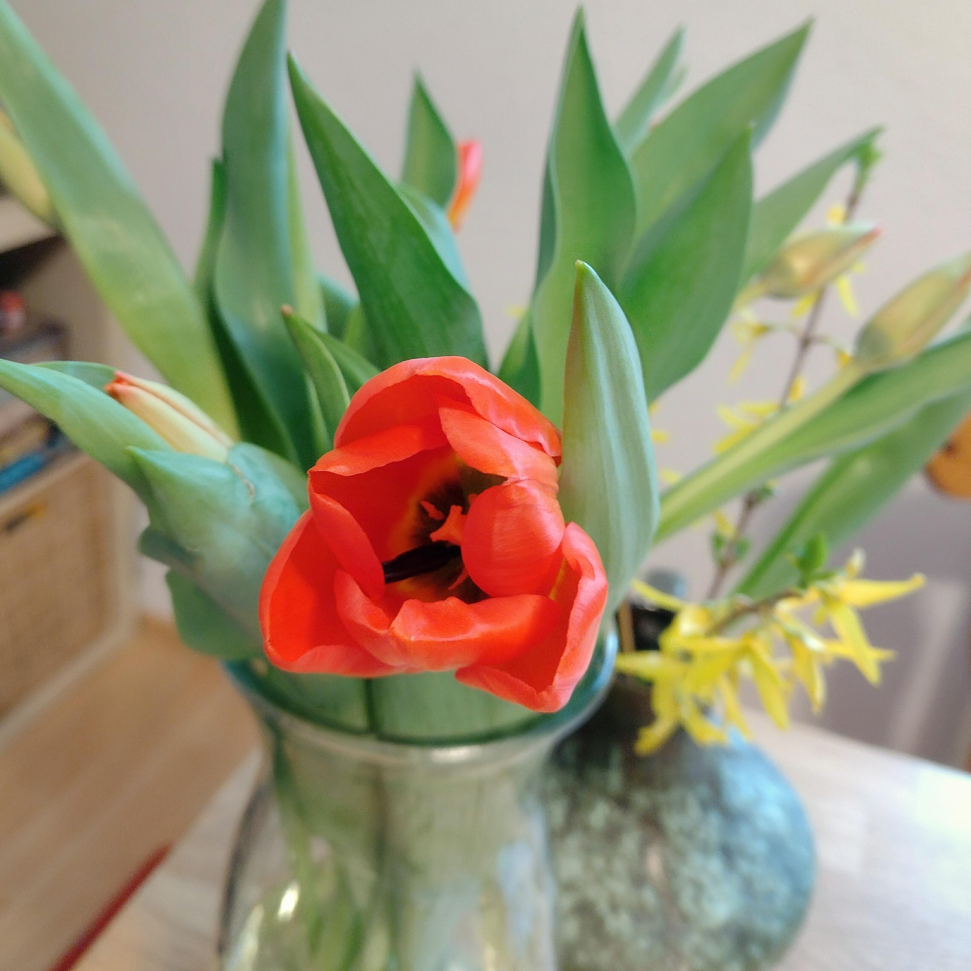 #frischeblumen #tulpen
