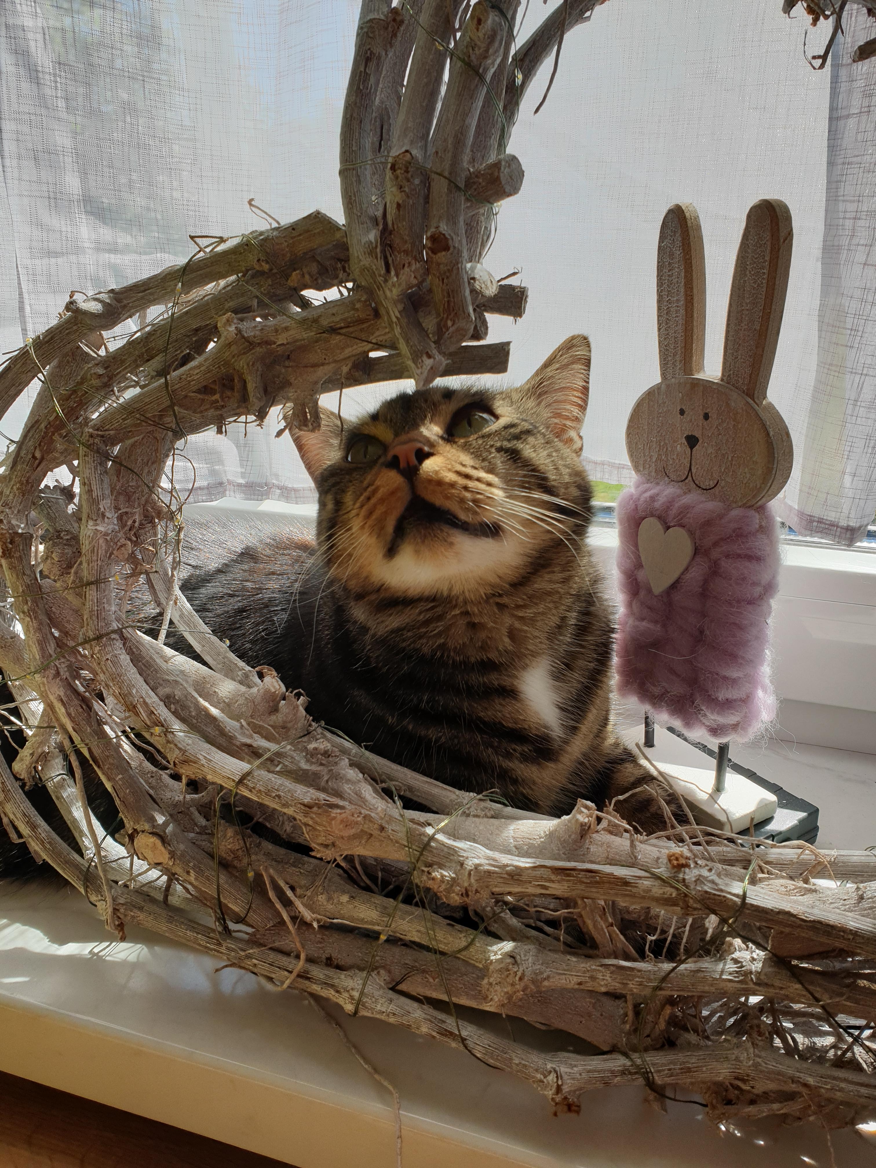 Frohe Ostern 🐇😻 #kater #catcontent #weide #hase #küche #ostern