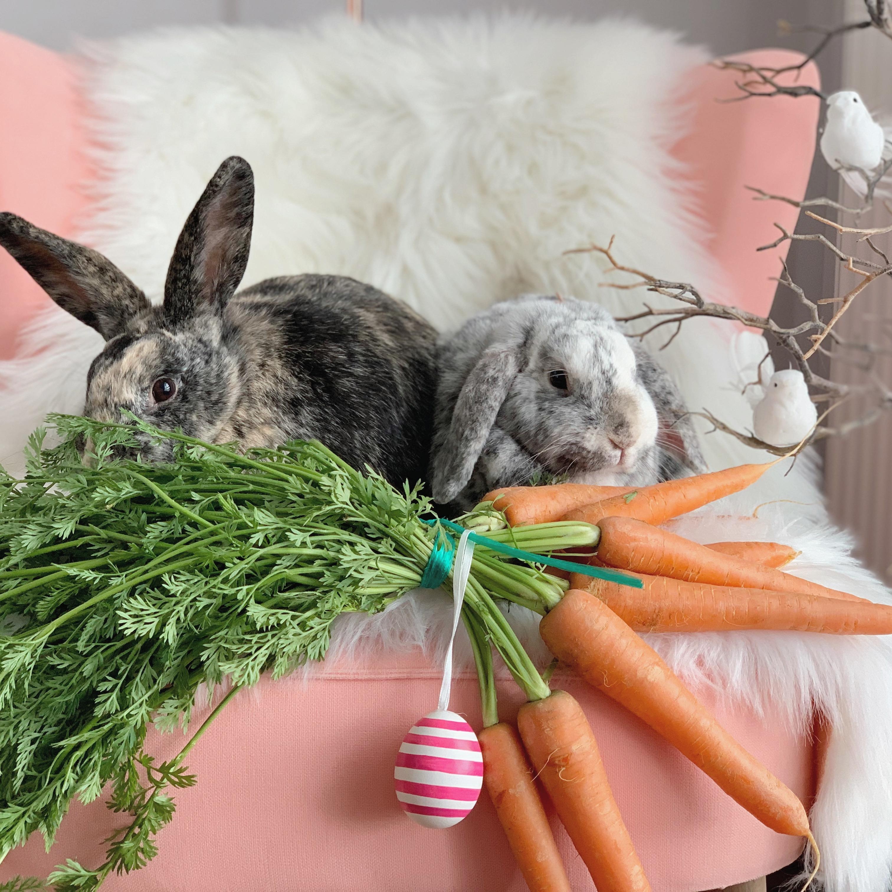Frohe Ostern #hasen #ostern #bunnylove #osterhase #frühling #möhrchen #mitbewohner #garten 