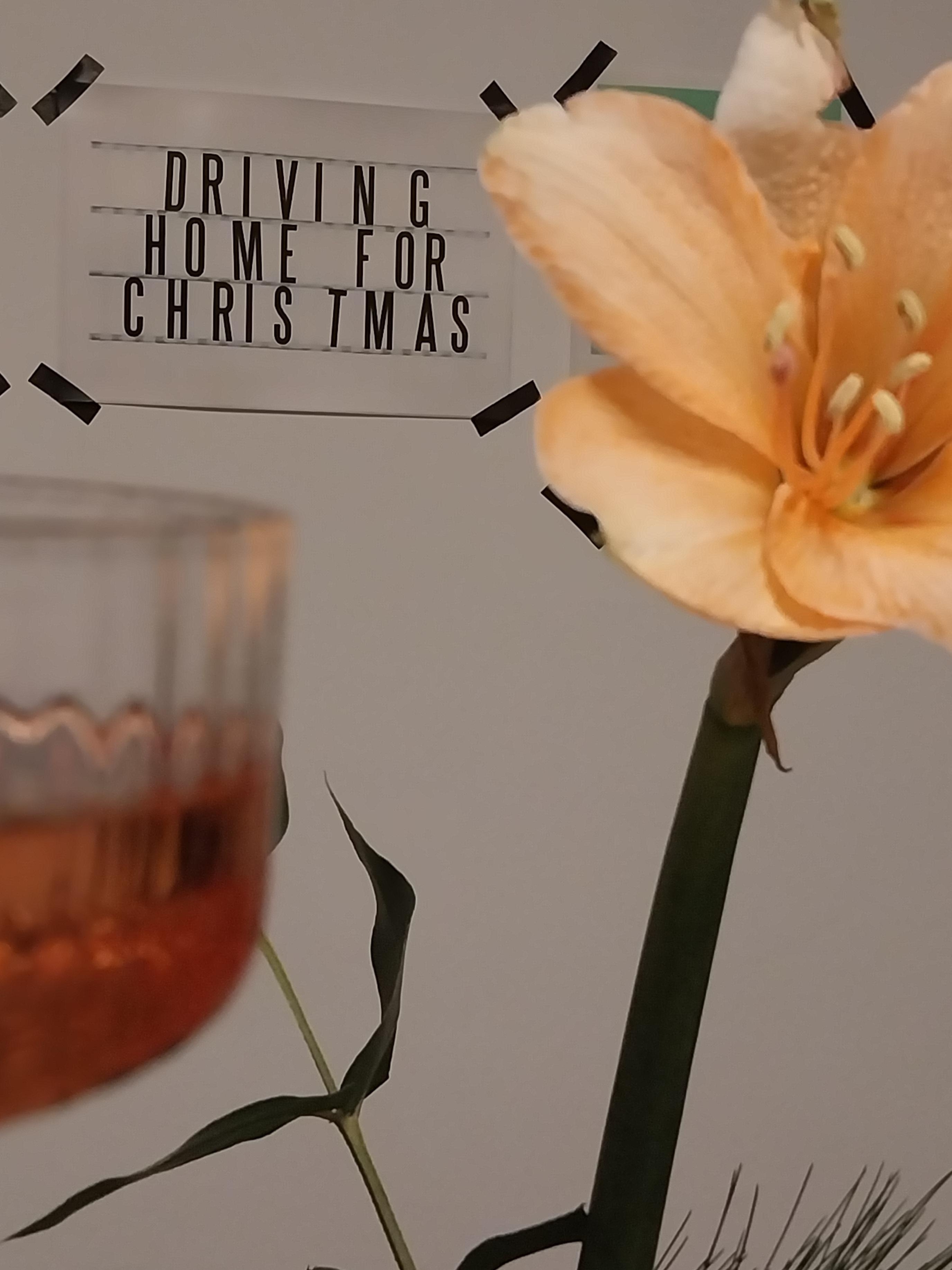 Frohe Weihnachten #Amaryllis #champaign 