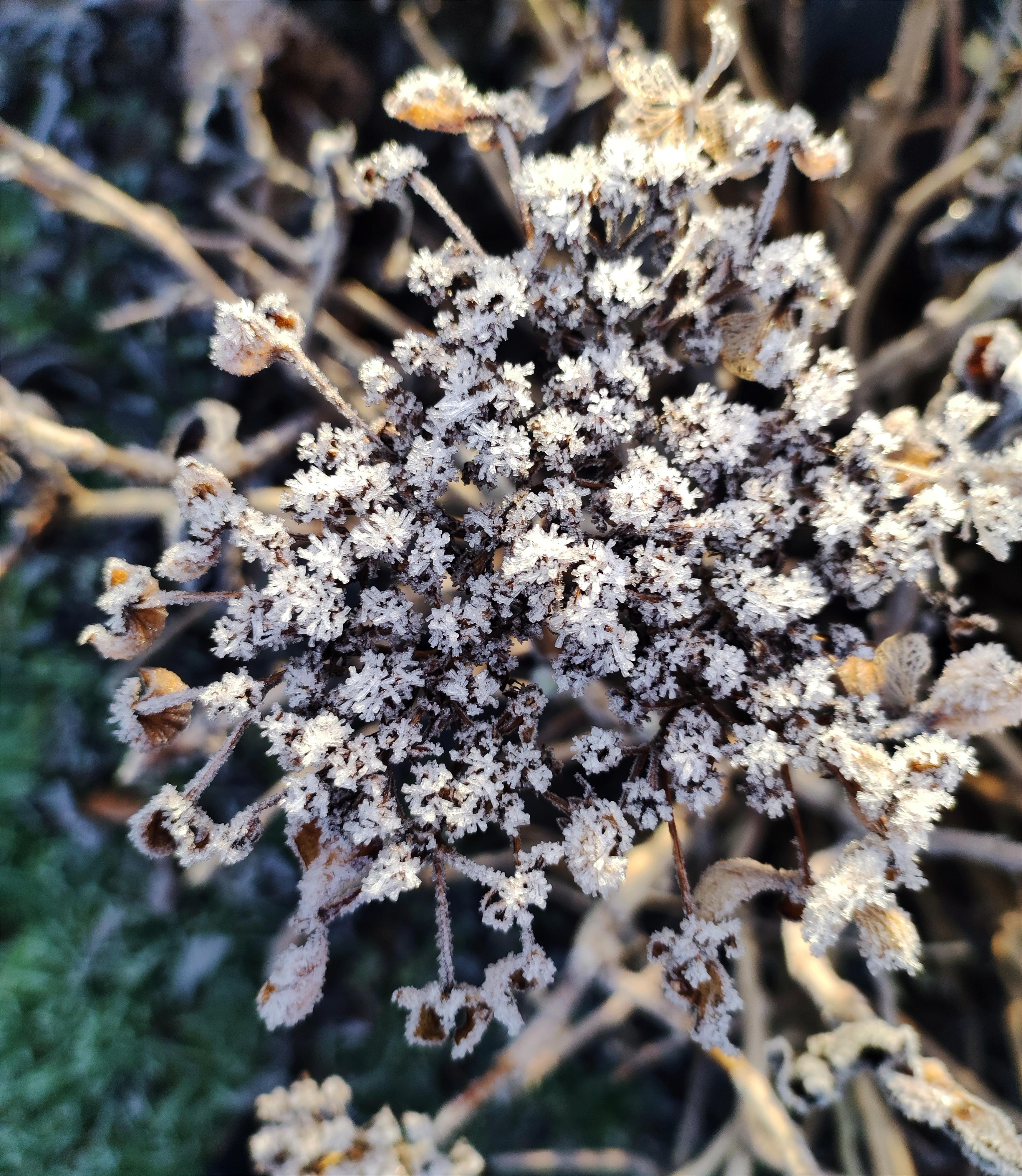 Frost ❄️ #natur #pflanzen #winter