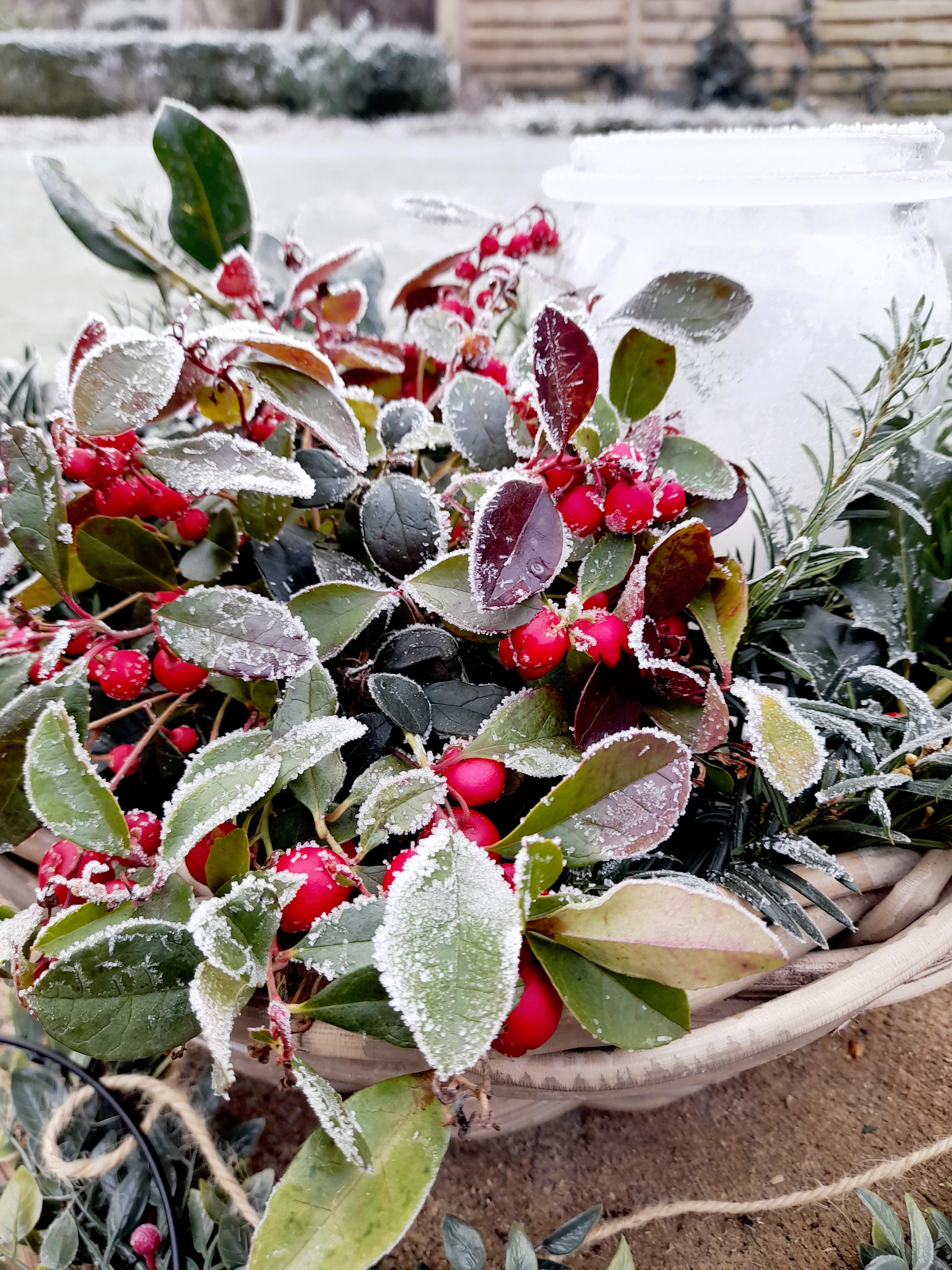 Frost ist auch viel weihnachtlicher als der aktuelle Regen! #Weihnachten #Vorfreude #Garten