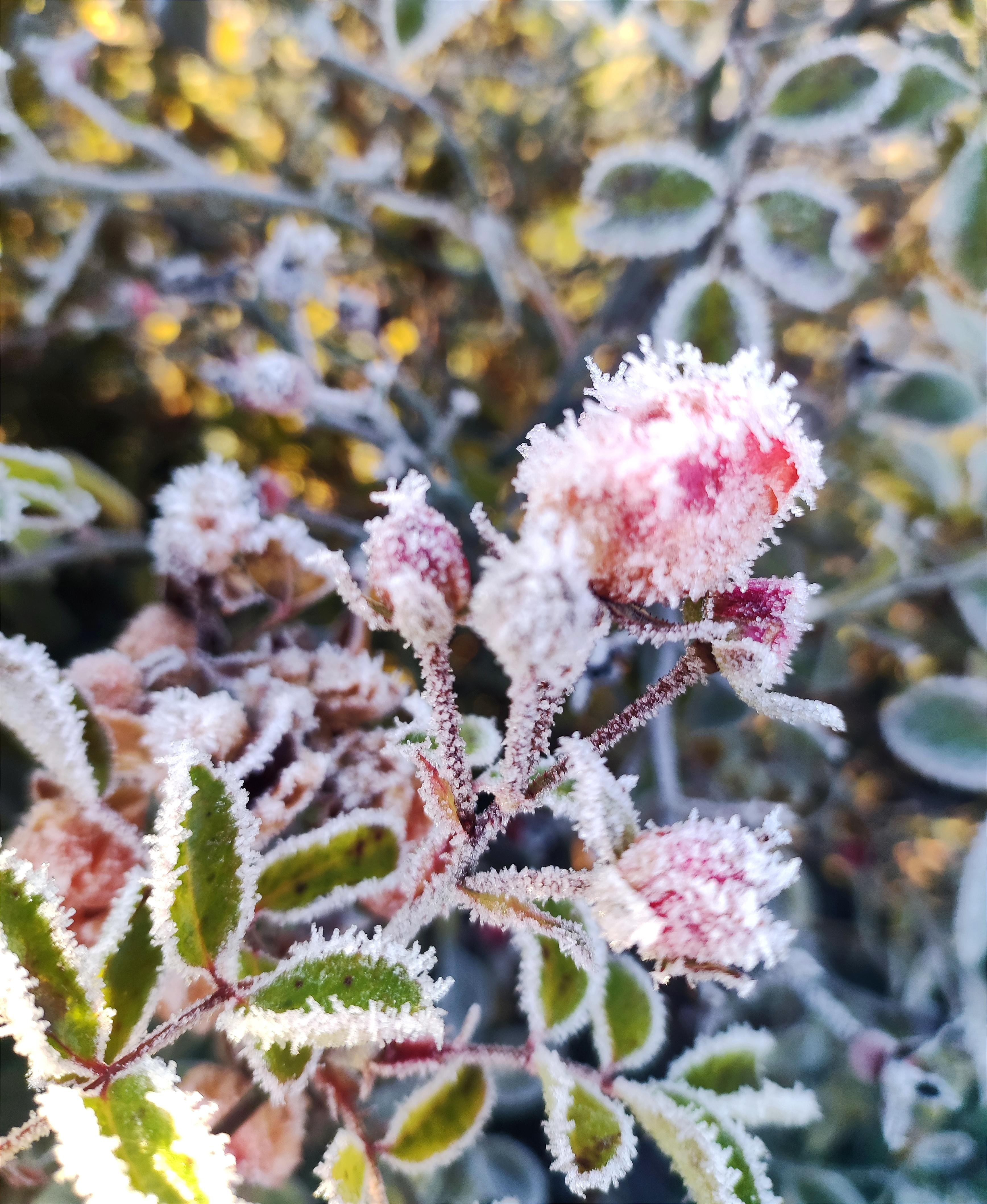 Frost ❄️#winter #natur #imgarten