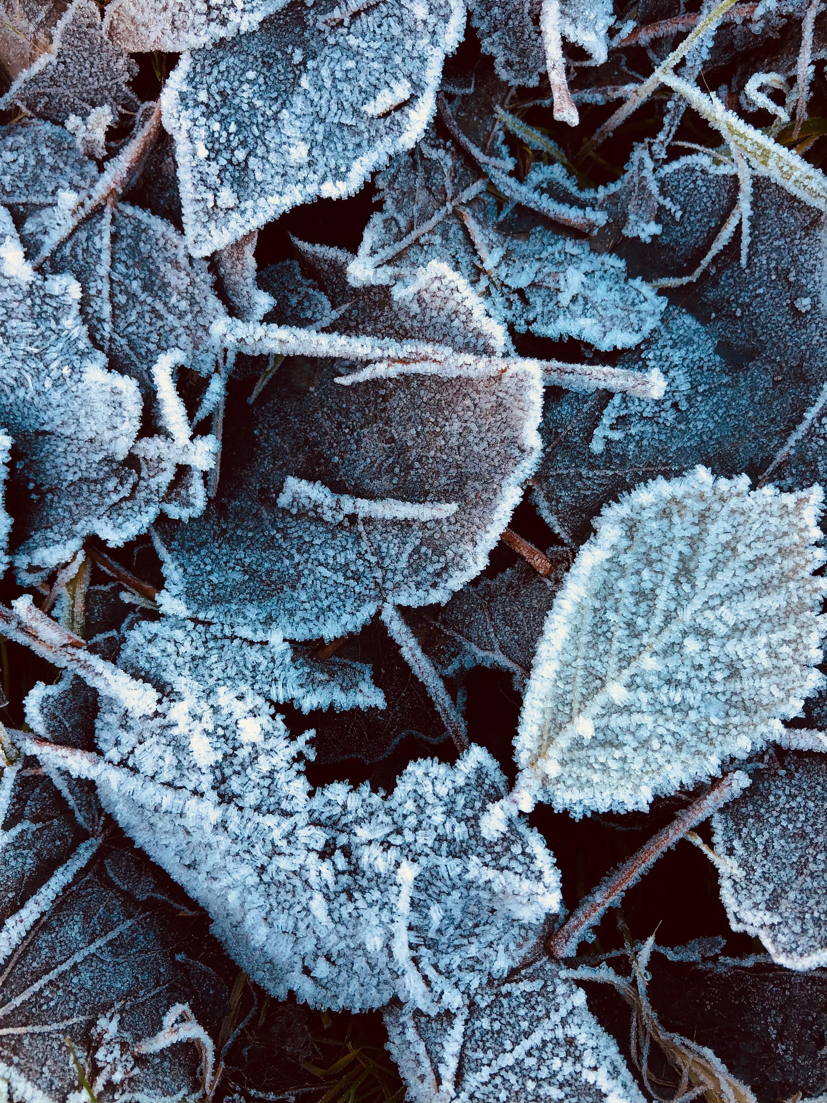 Frozen.
#winterdetails #nature #babyitscoldoutside