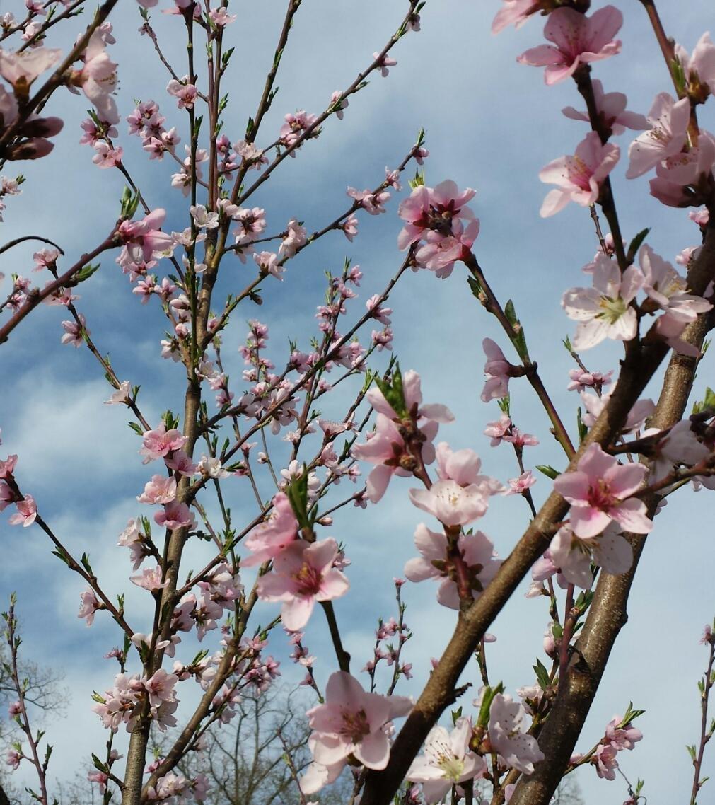 Frühling 🌸💓🌸 #Pfirsichblüten #Frühling #flower #blumen #blumenliebe