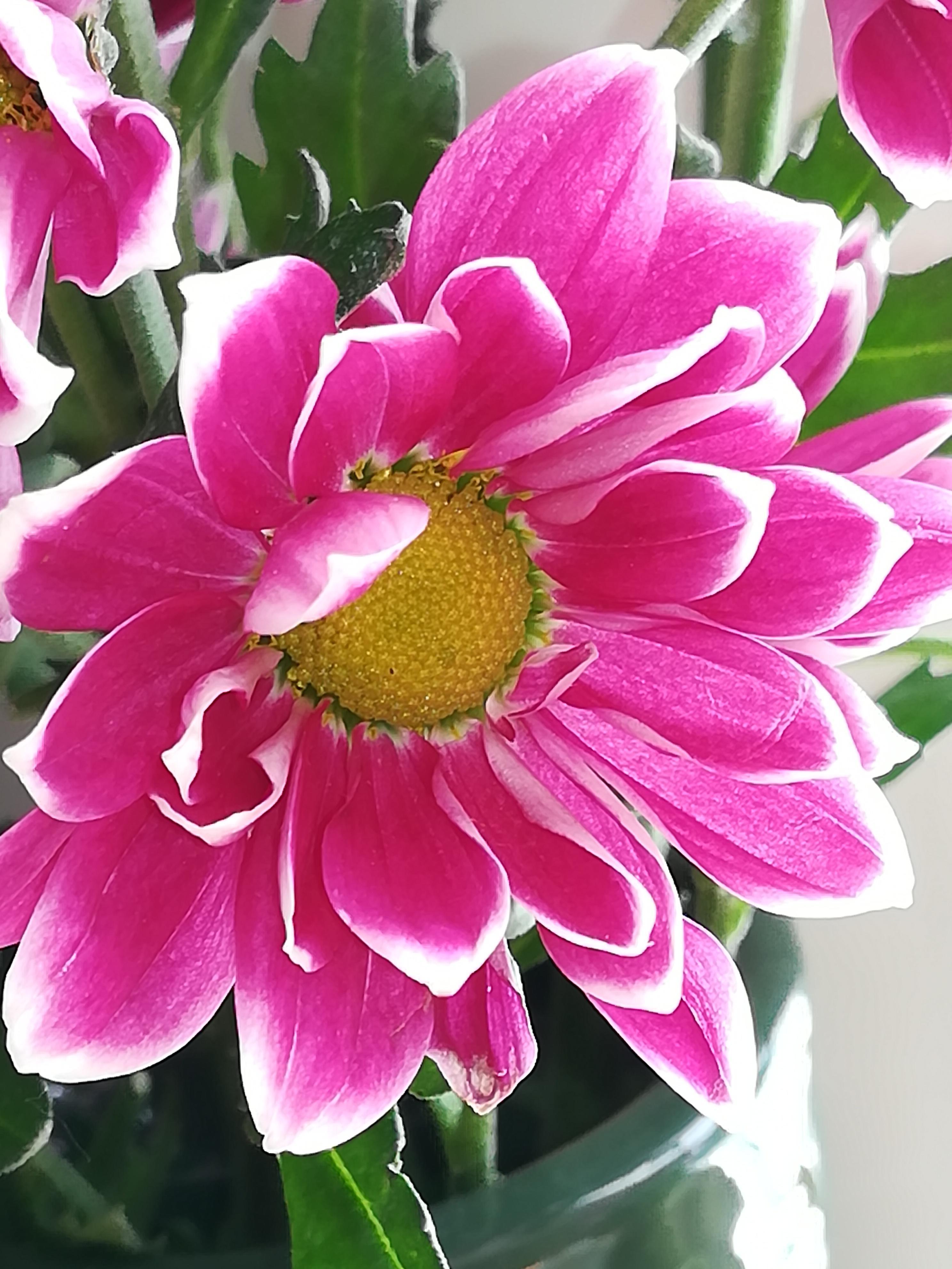 #frühling #blumen #flowers #lila #pink