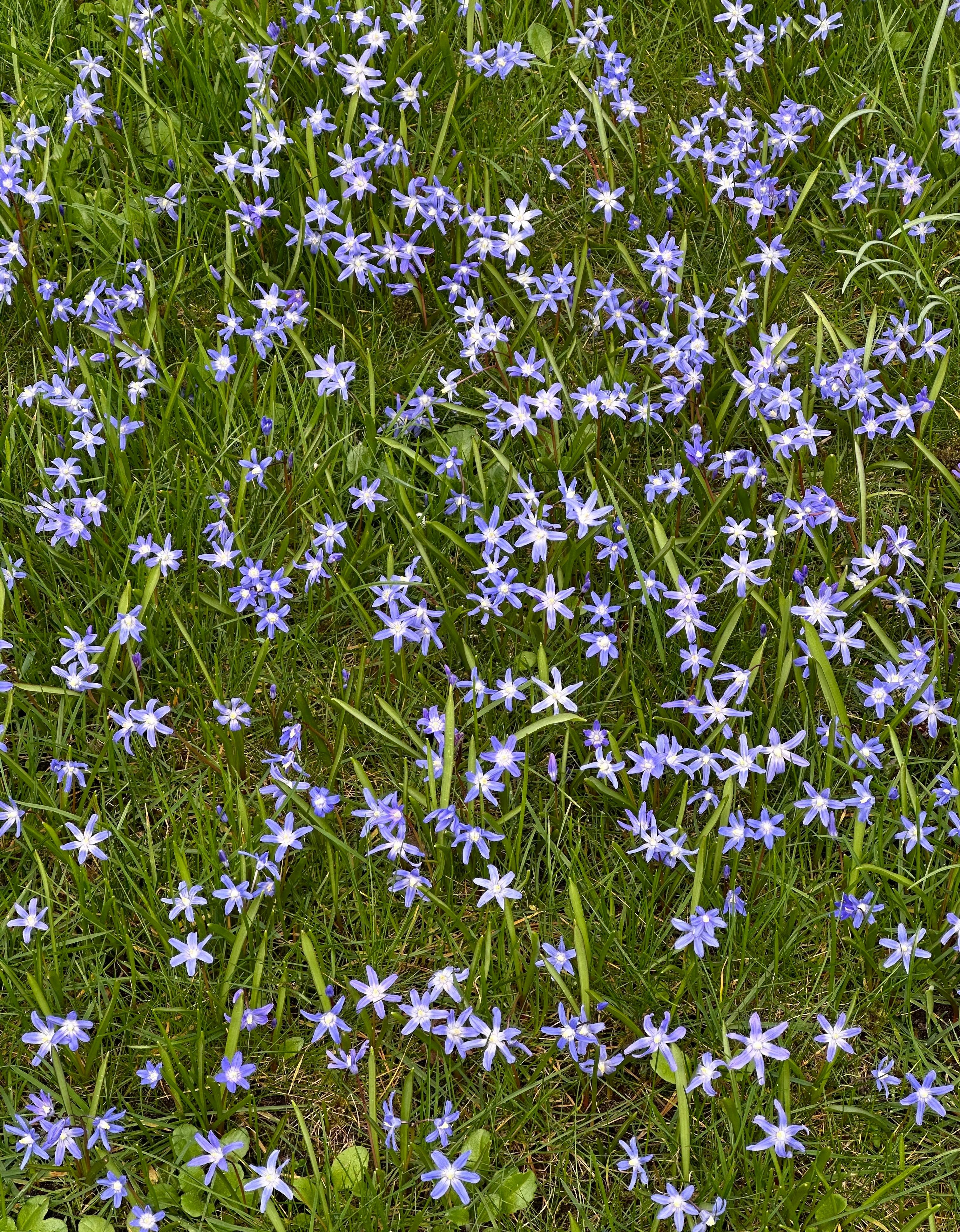 #Frühling Ein Teppich aus blauen Blümchen "liegt" unterm Apfelbaum 🤩