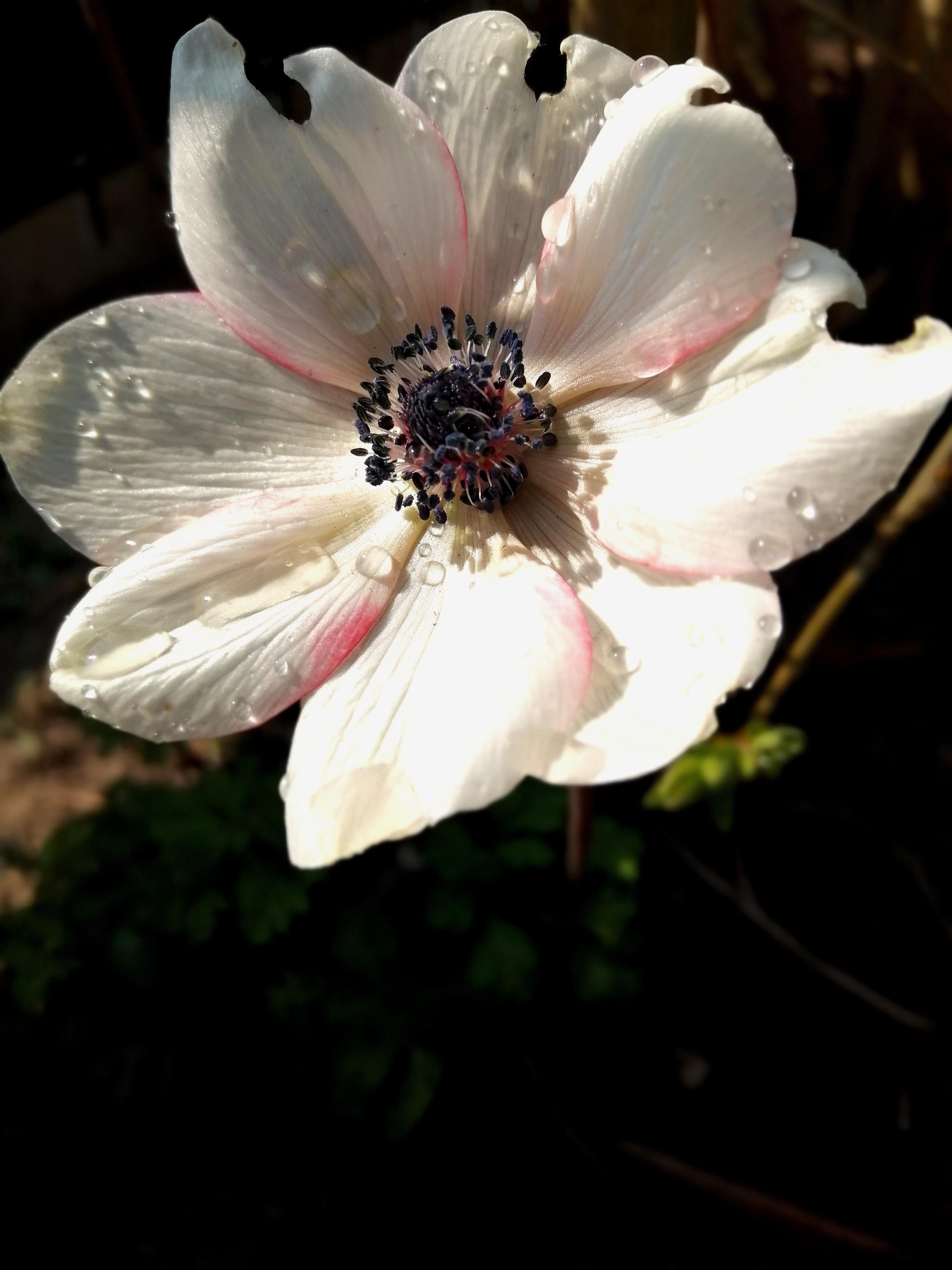 Frühling 🌼🌿#garten #anemone #blumen 