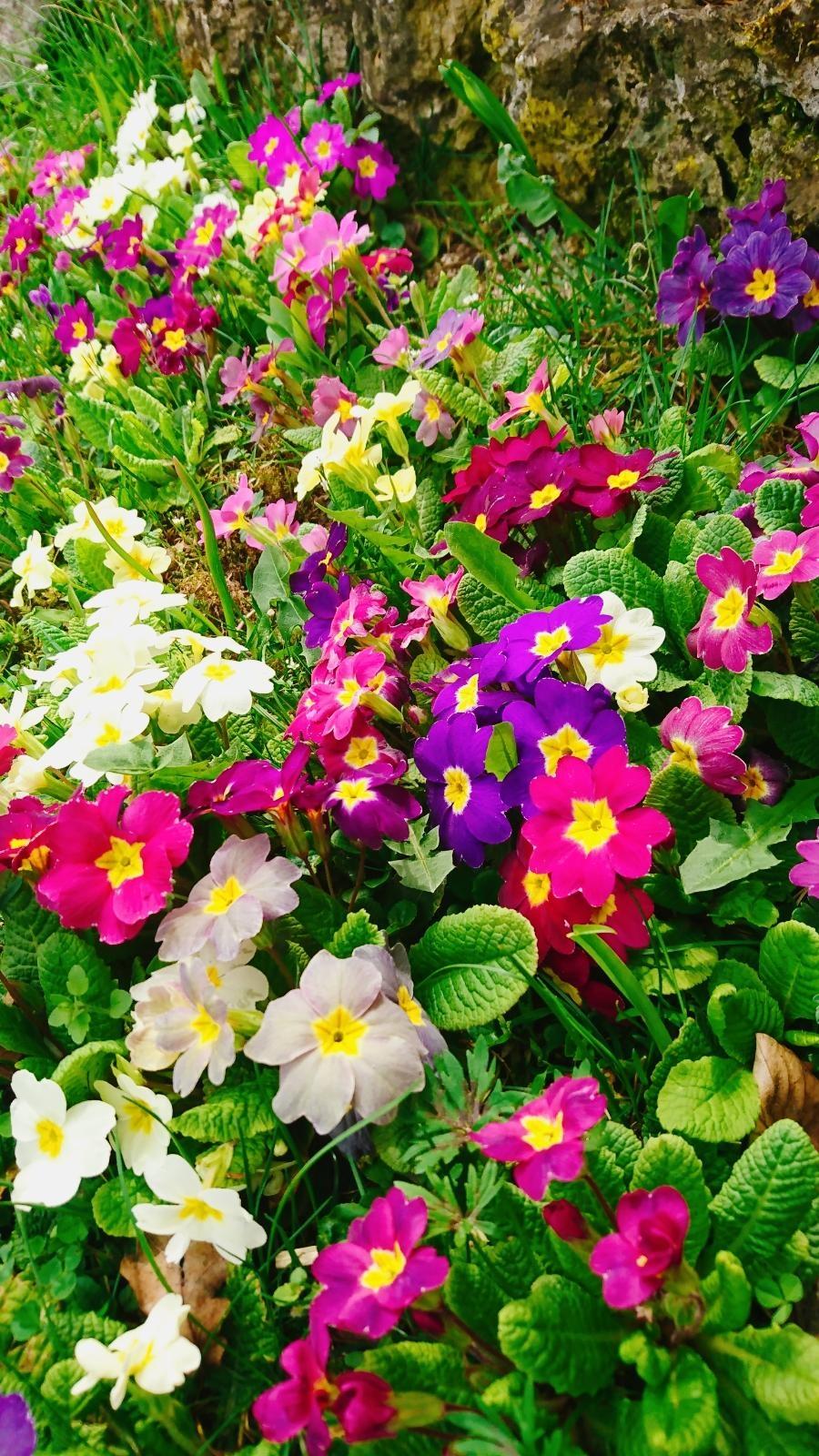 Frühling im Garten 🌸🌸🌸 #primeln #frühling #bunt