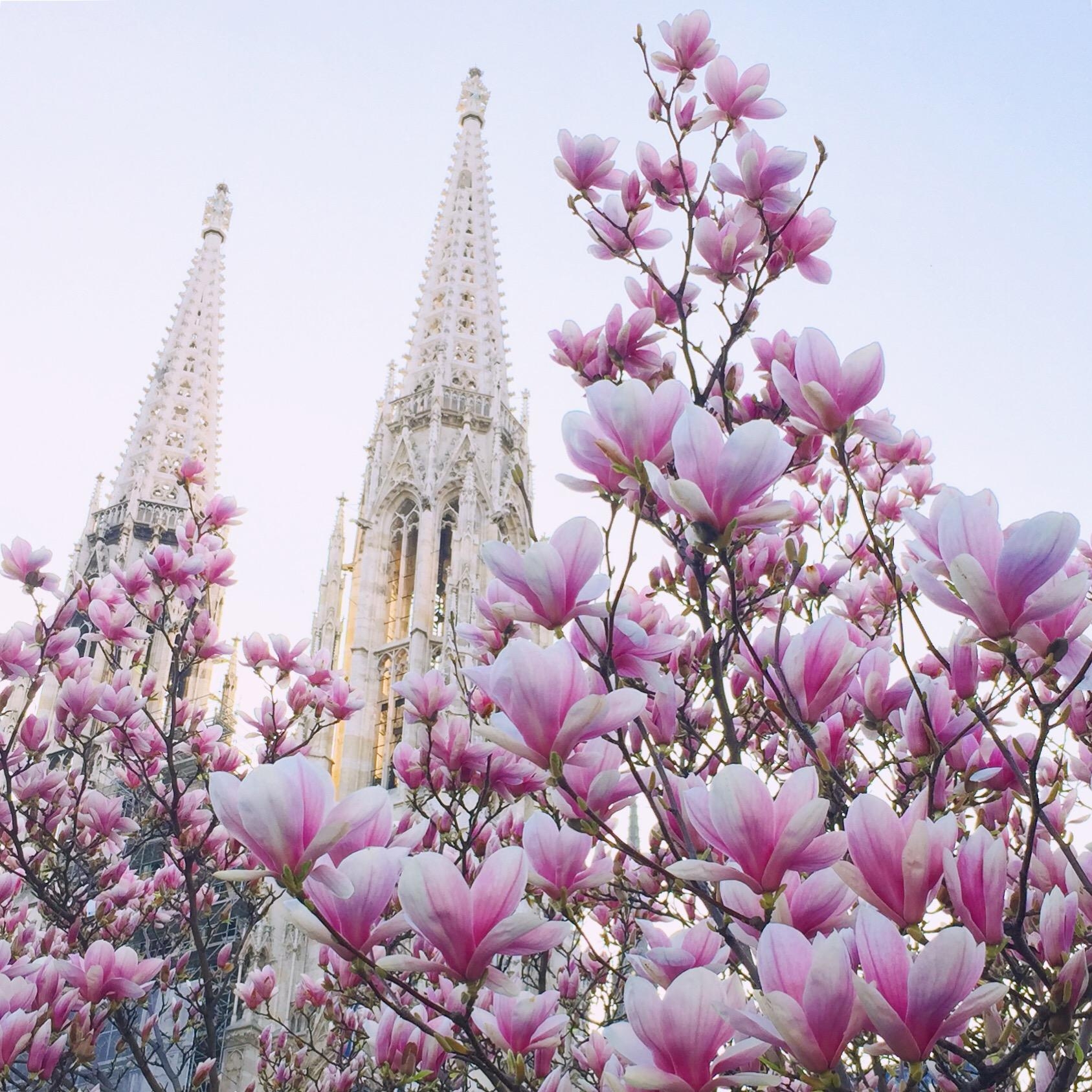 Frühling in Wien 🌸🐝☀️
#magnolie #frühling #allesblüht #blütentraum #magnolienbaum #naturliebe #blossom 