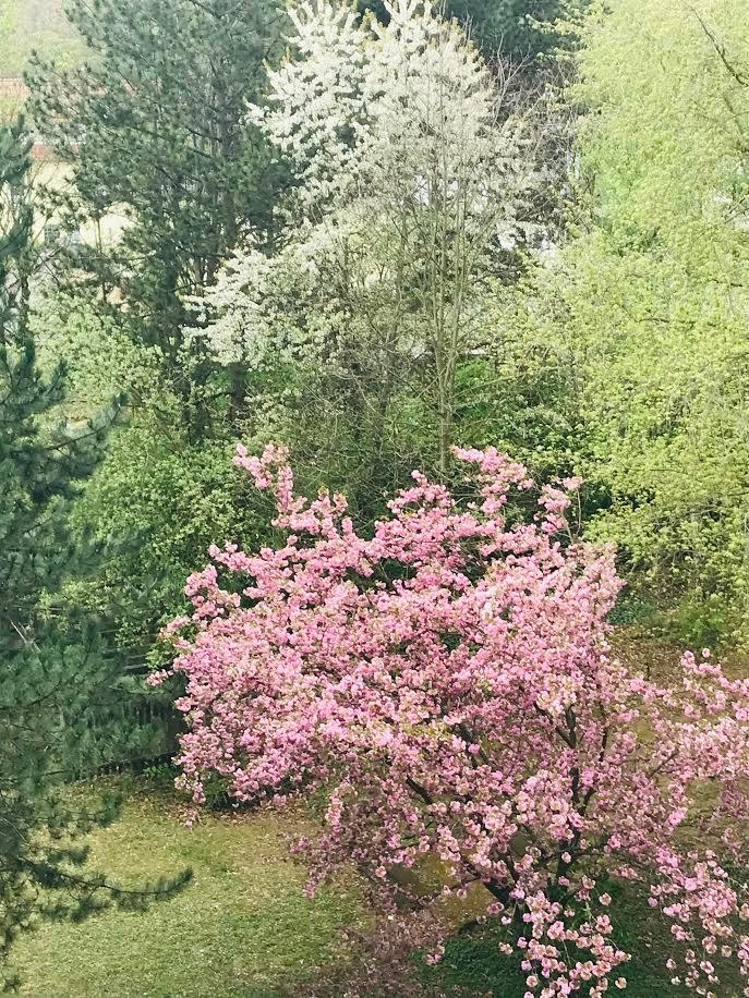 Frühling so schön, Blick aus dem Fenster ❤️ #schrebergarten