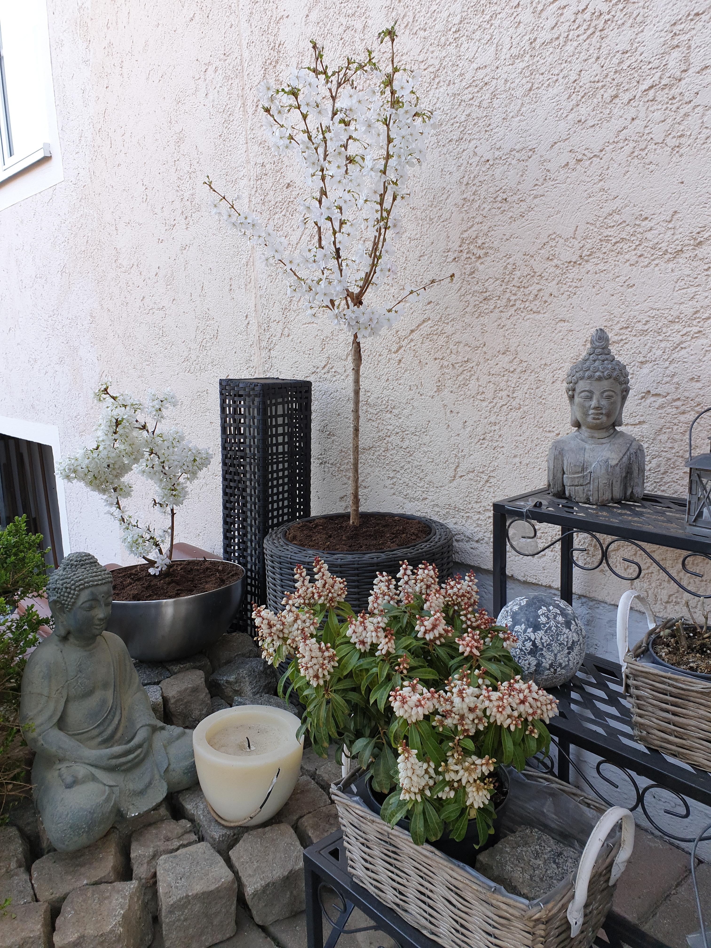 #frühling #terrasse #buddha #freshflower #gartendeko