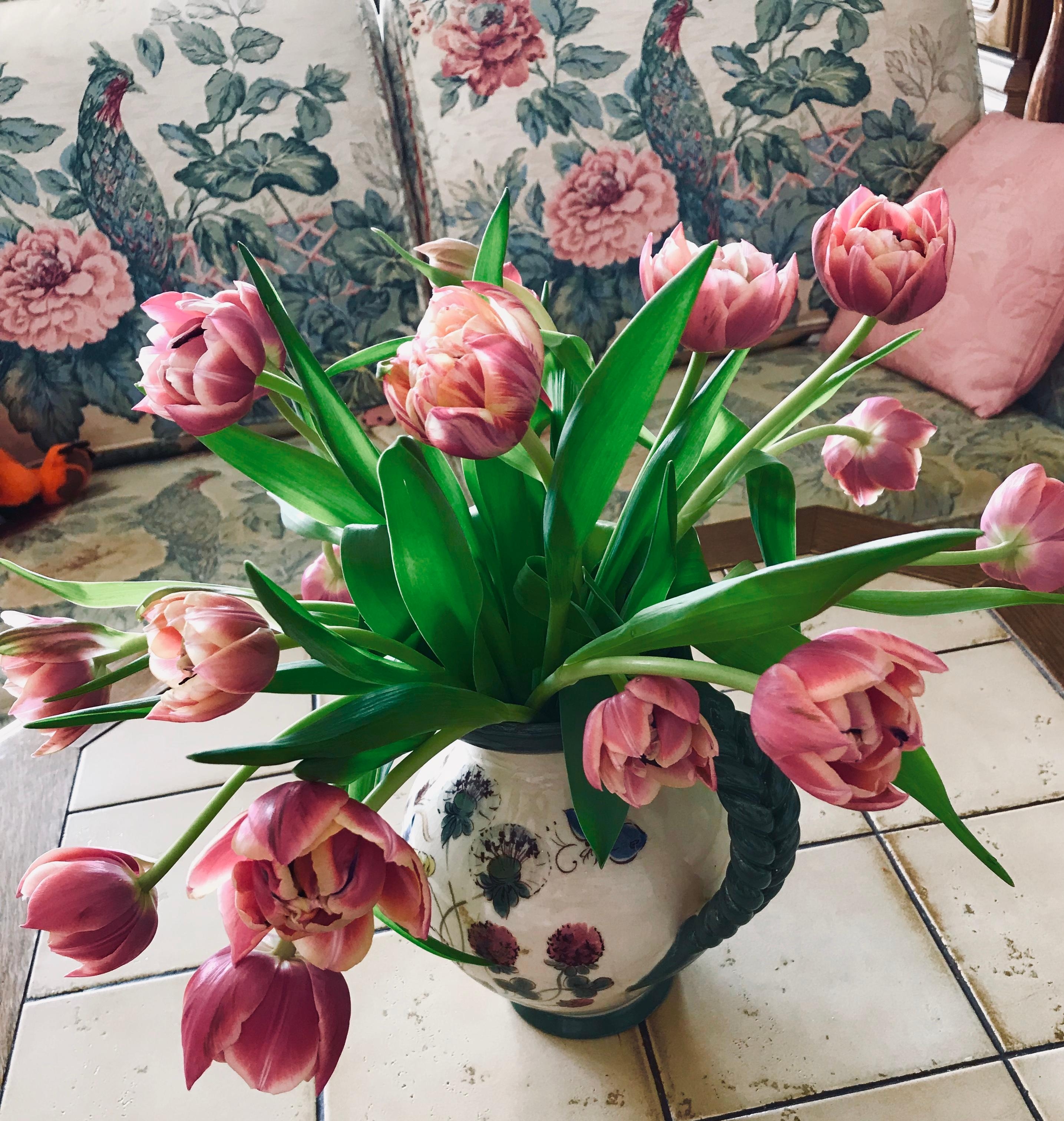 #frühling #tulpen Die ersten Tulpen machen gute Laune