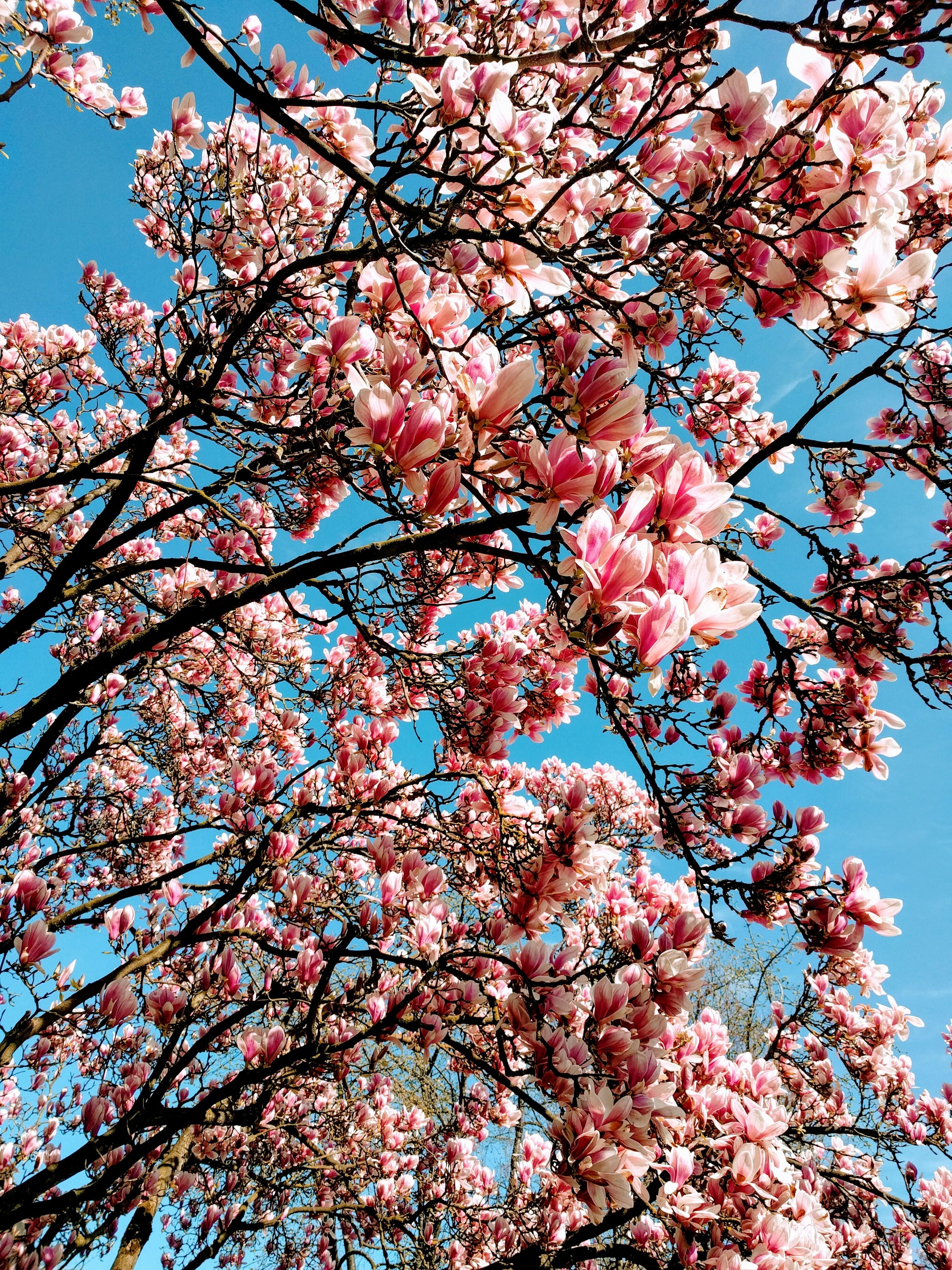 #frühling#magnolienbaum#sonne#natur#pflanzen