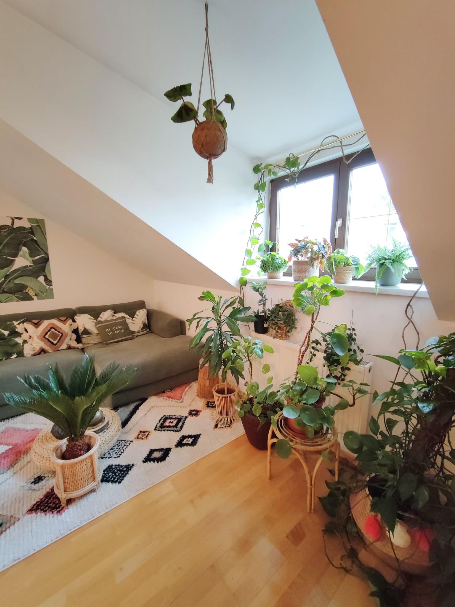 Frühlingsgefühle 🪴🌱 #houseplants #plants #livingroom