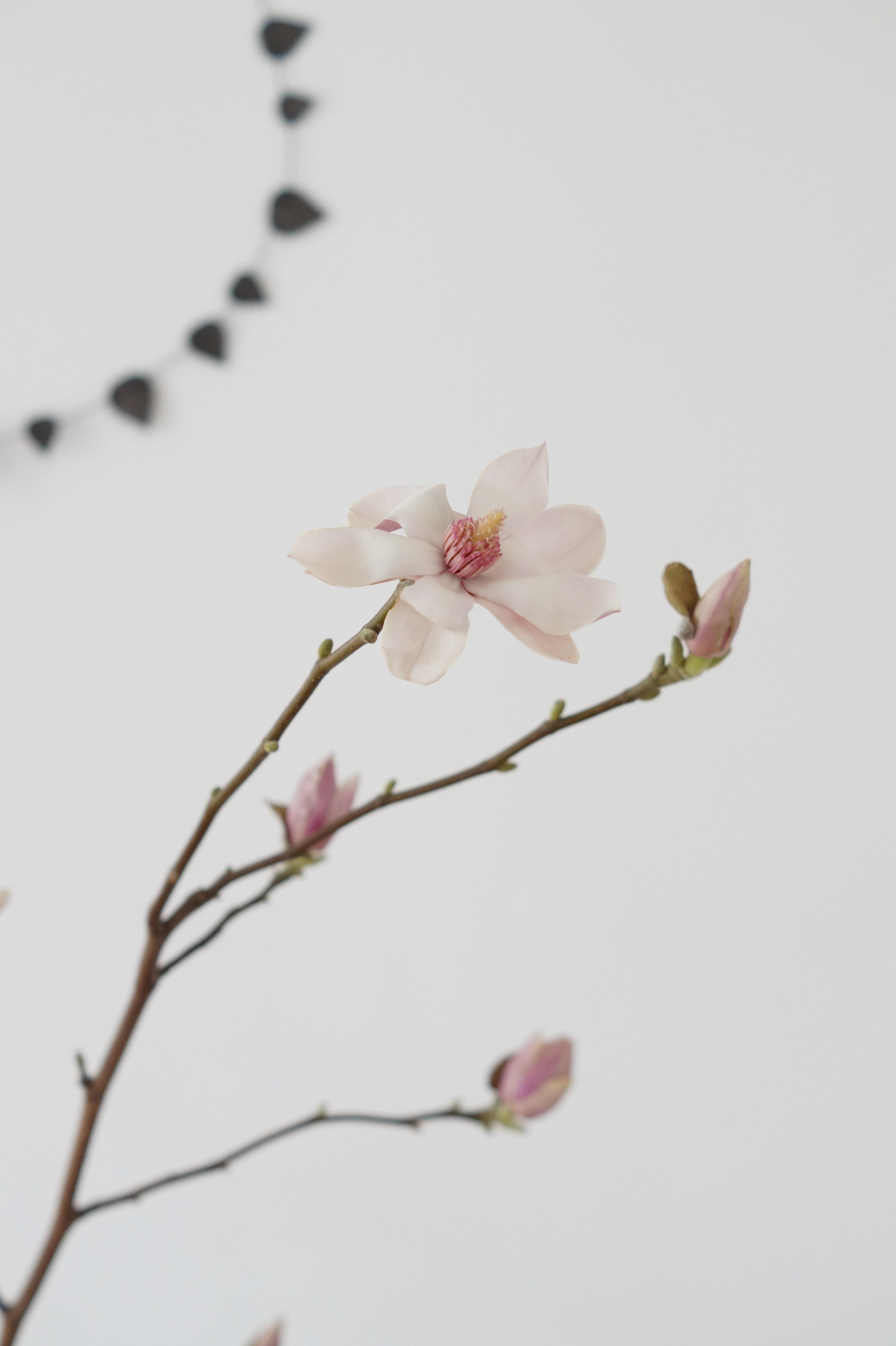 #frühlingsgefühle #magnolien