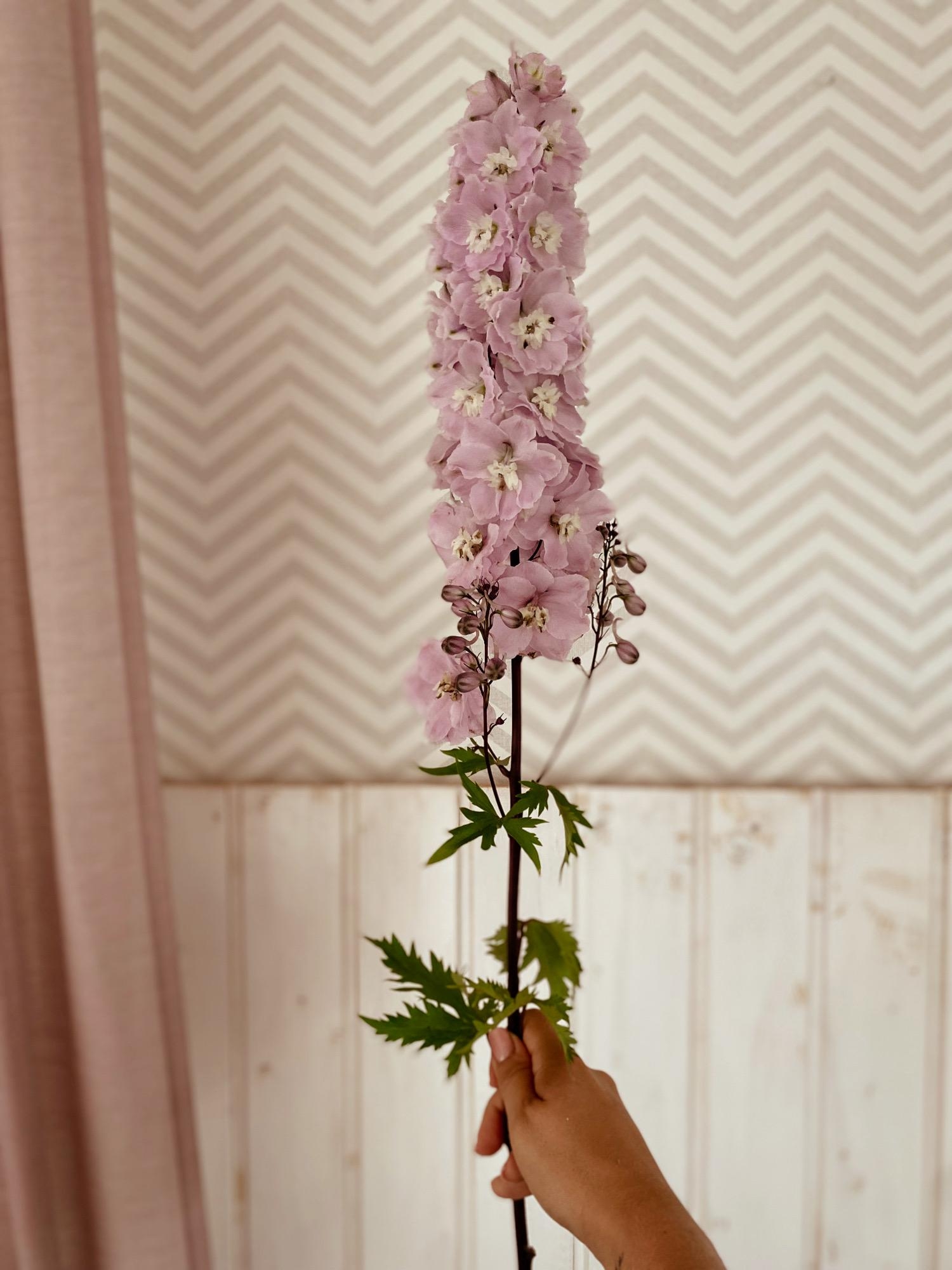 Für mich eine der schönsten Sommerblumen.
#rittersporn#blumenfotografie#blumenmädchen#delphinium#flowerlovers