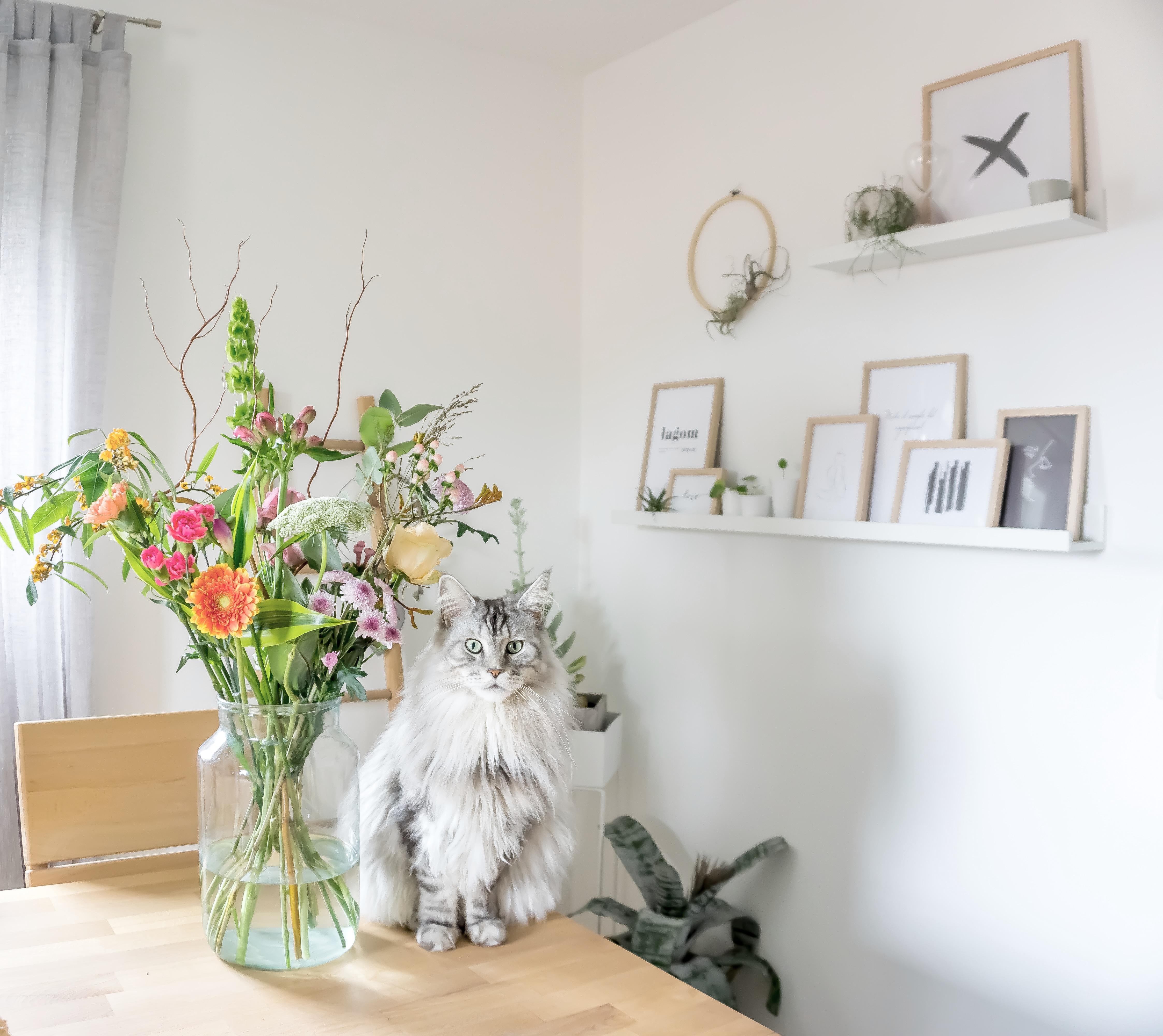 Fynn und Blumen.  Gute Kombi?
#katze #skandi #interior #esszimmer #wohnen #holz #blumen