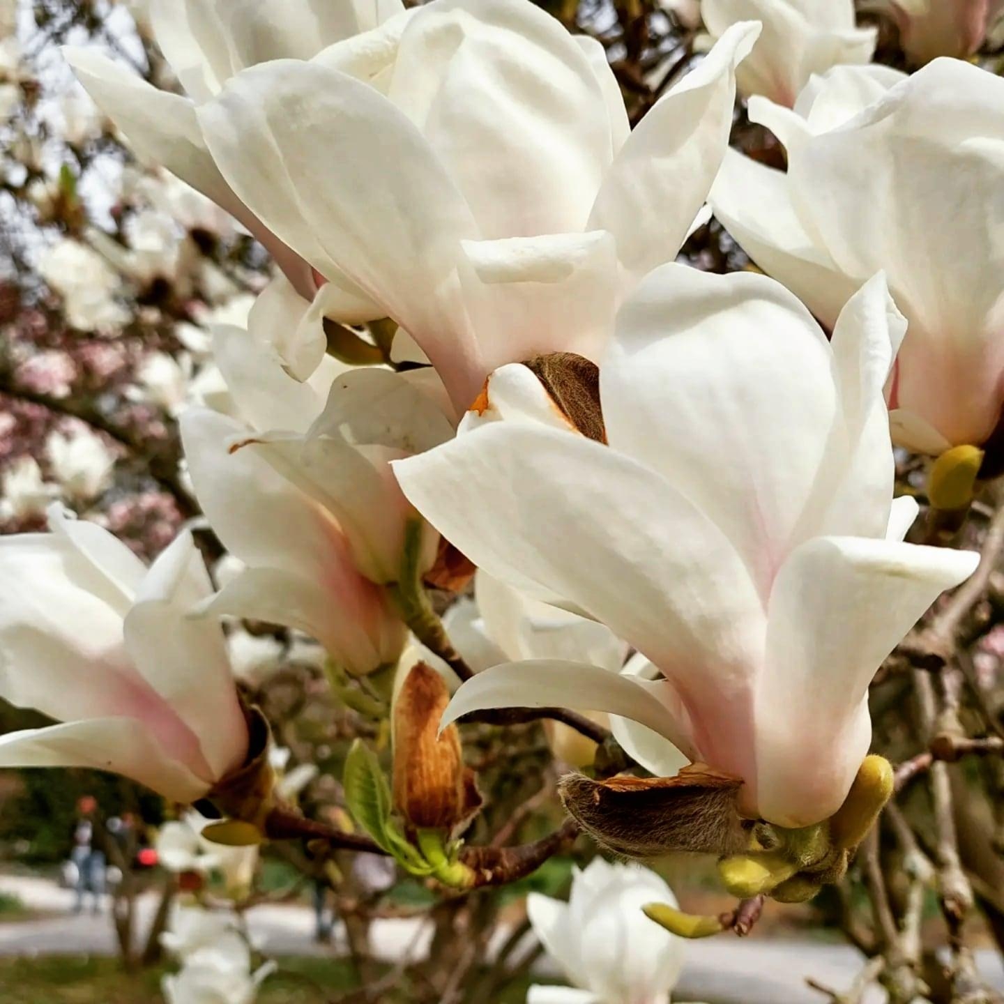 Ganz besonders weiße Magnolien 
#spring #magnolien #blüten #fotografie #weißemagnolien