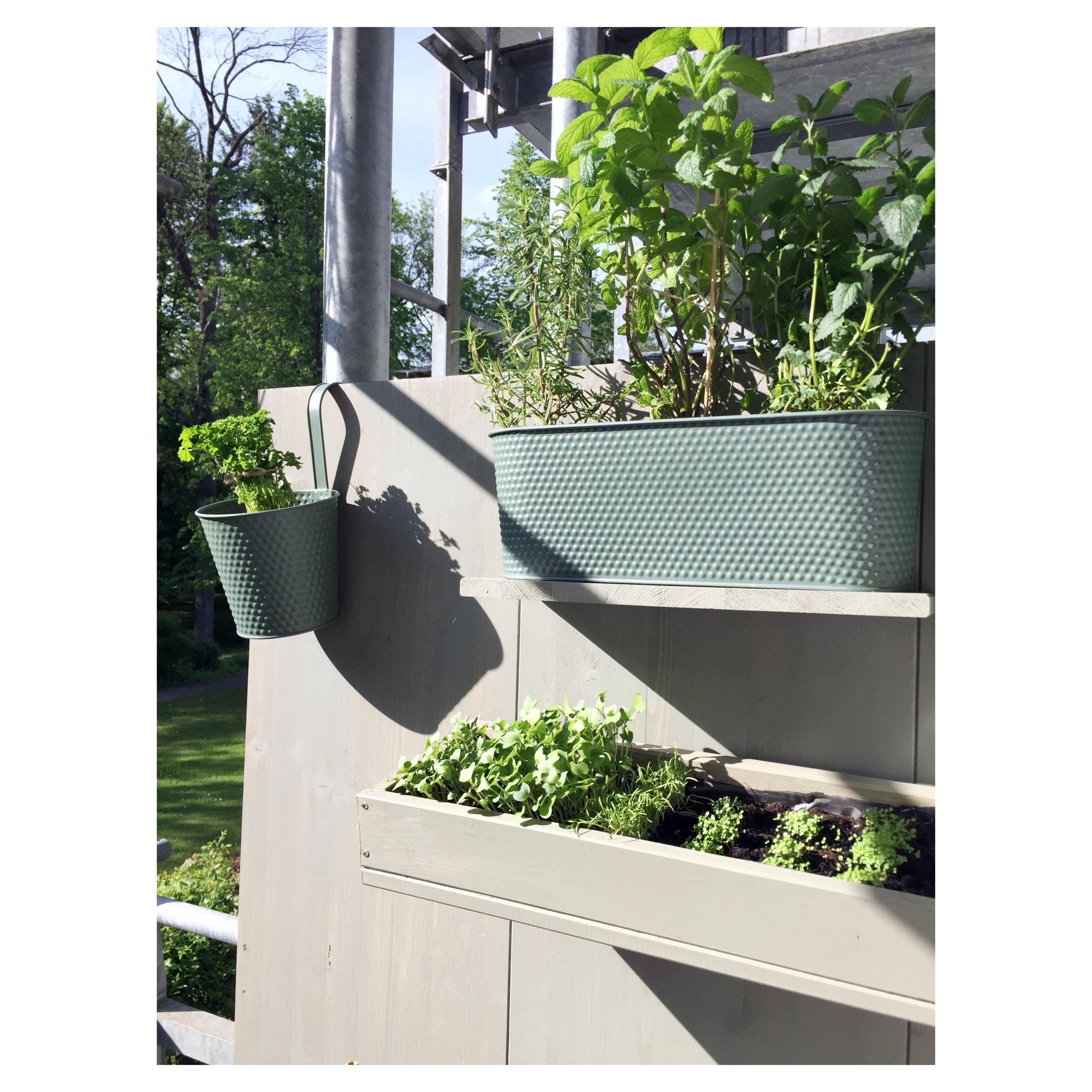 Gardening auf dem Balkon <3
Pflanzenwand ist selbstgebaut!

#balkon #pflanzenliebe #diy #kreativsein #grünoase