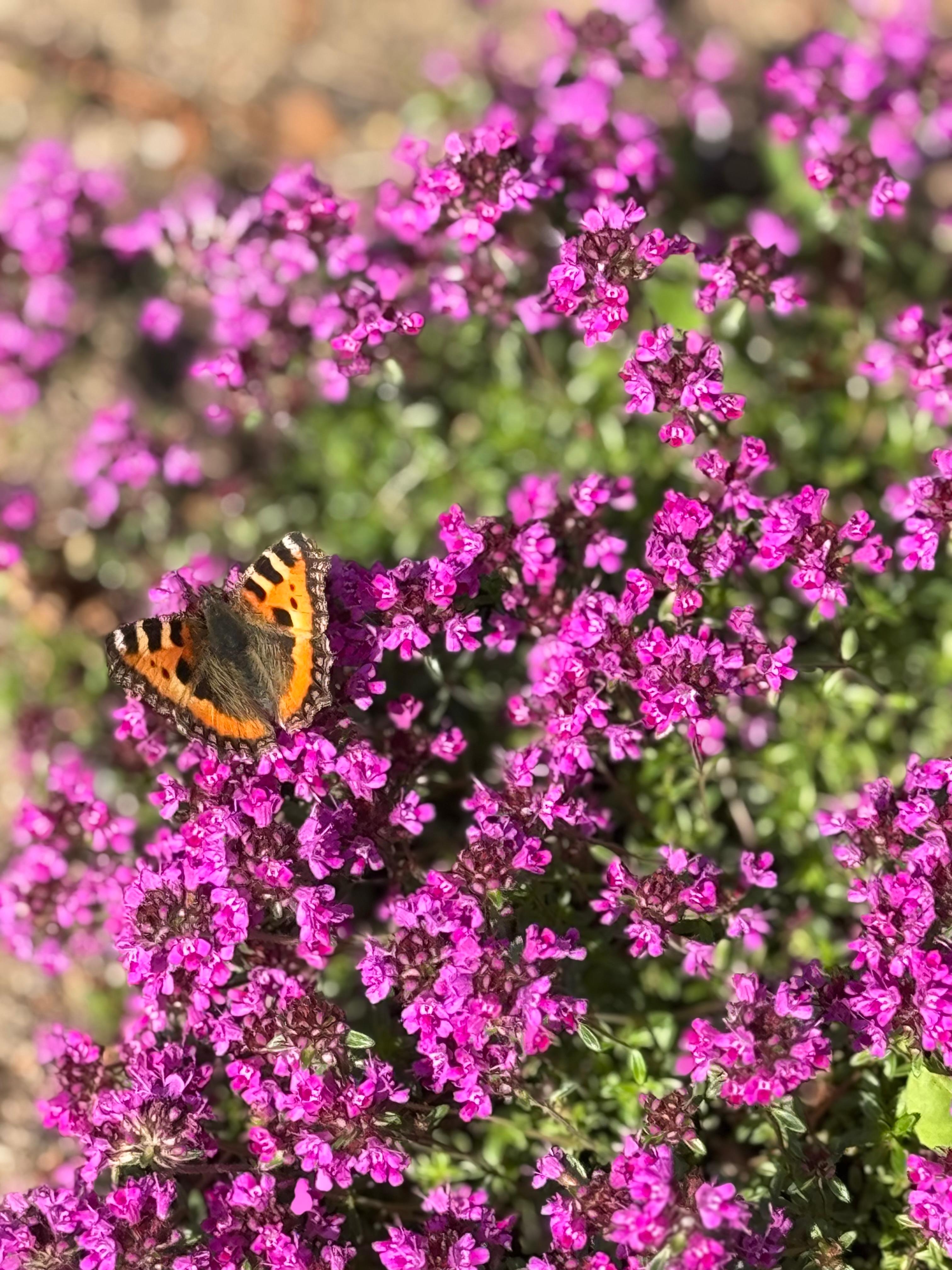 #garten #gartenliebe #thymian