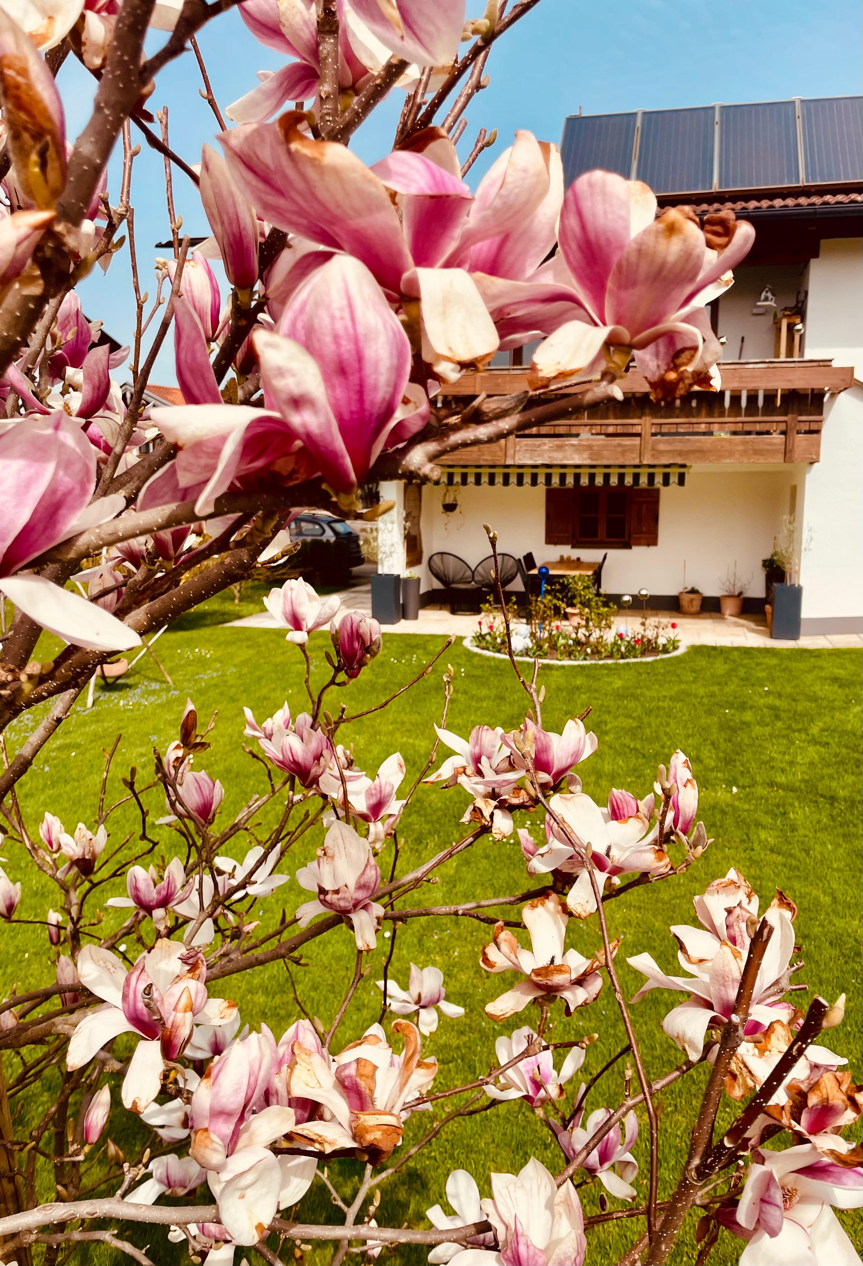 #garten #homestory #magnolien #frühling #ostern #tulpen 