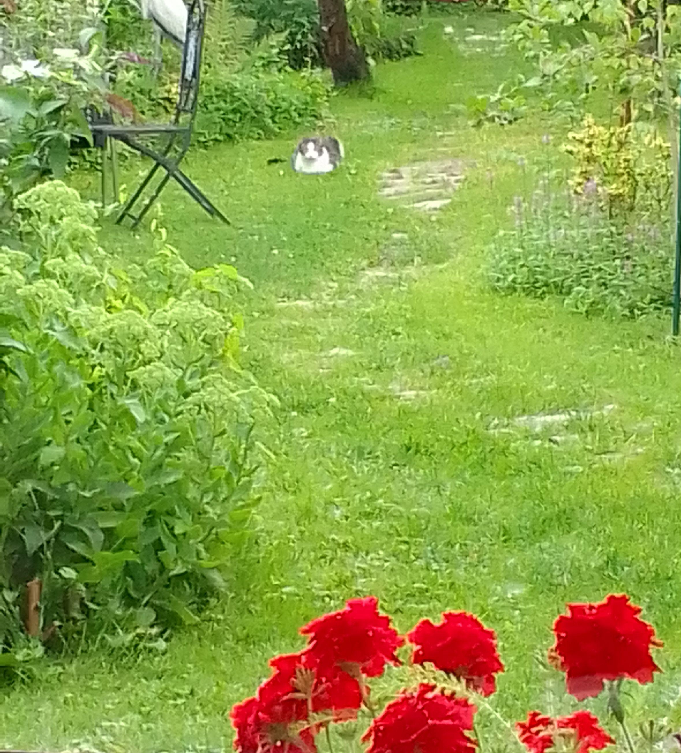 #Garten Katze besucht jeden Tag meinen Garten. Scheint sich wohl zu fühlen!