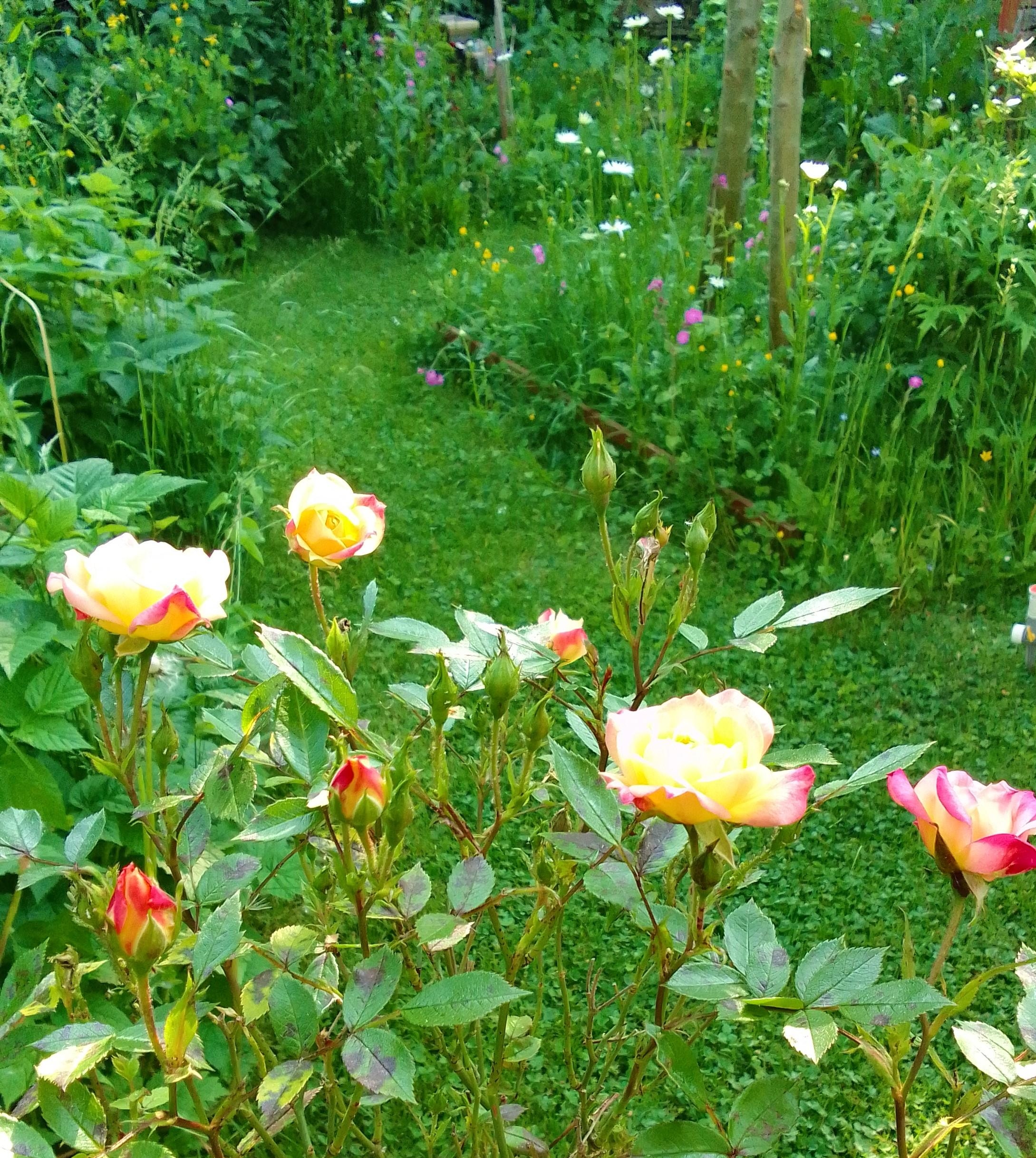 #Garten #Rosen 
einfach wild wachsen lassen