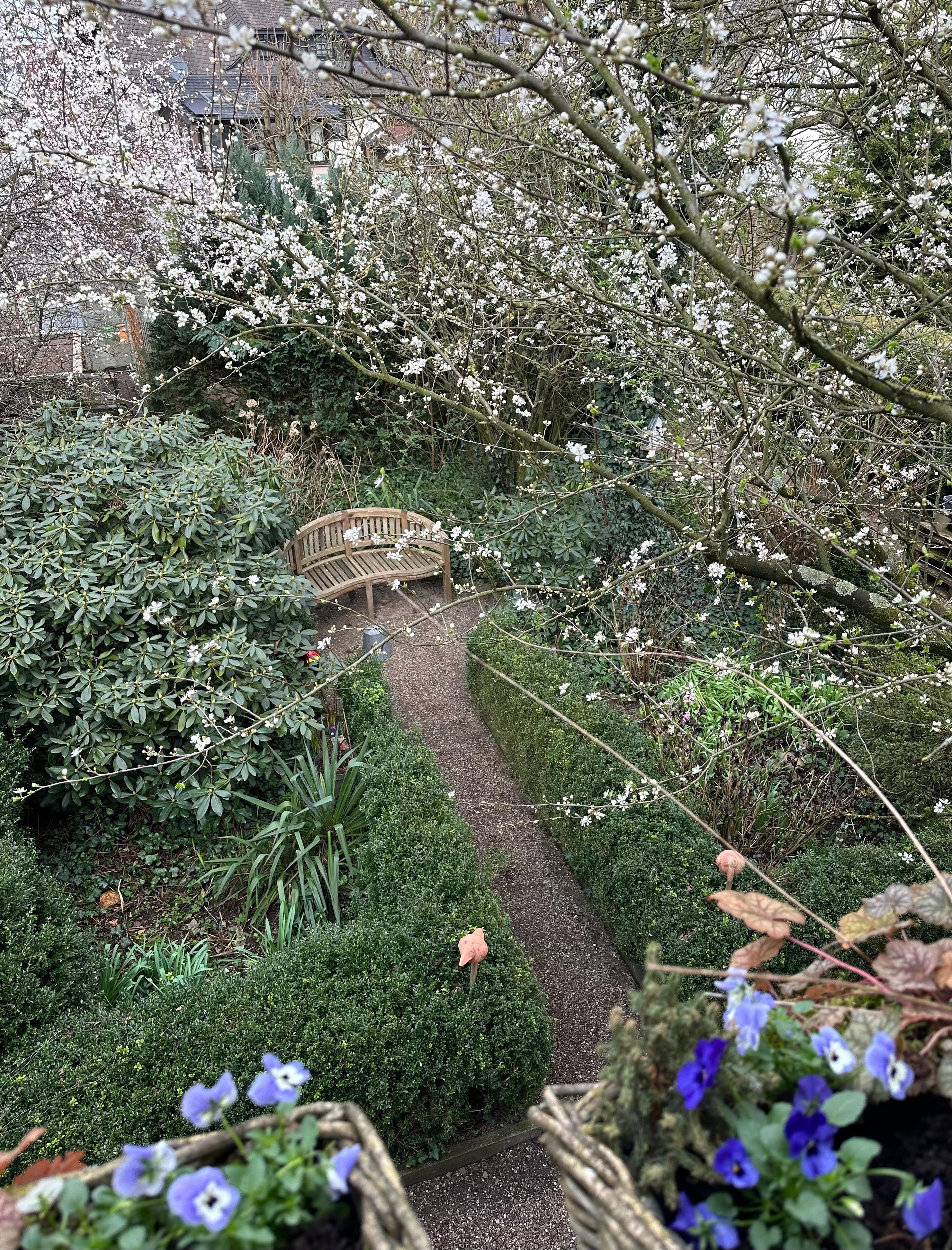 Garten von oben. Viel grün und zarte weiße Blüten an der Zierpflaume. #Frühling