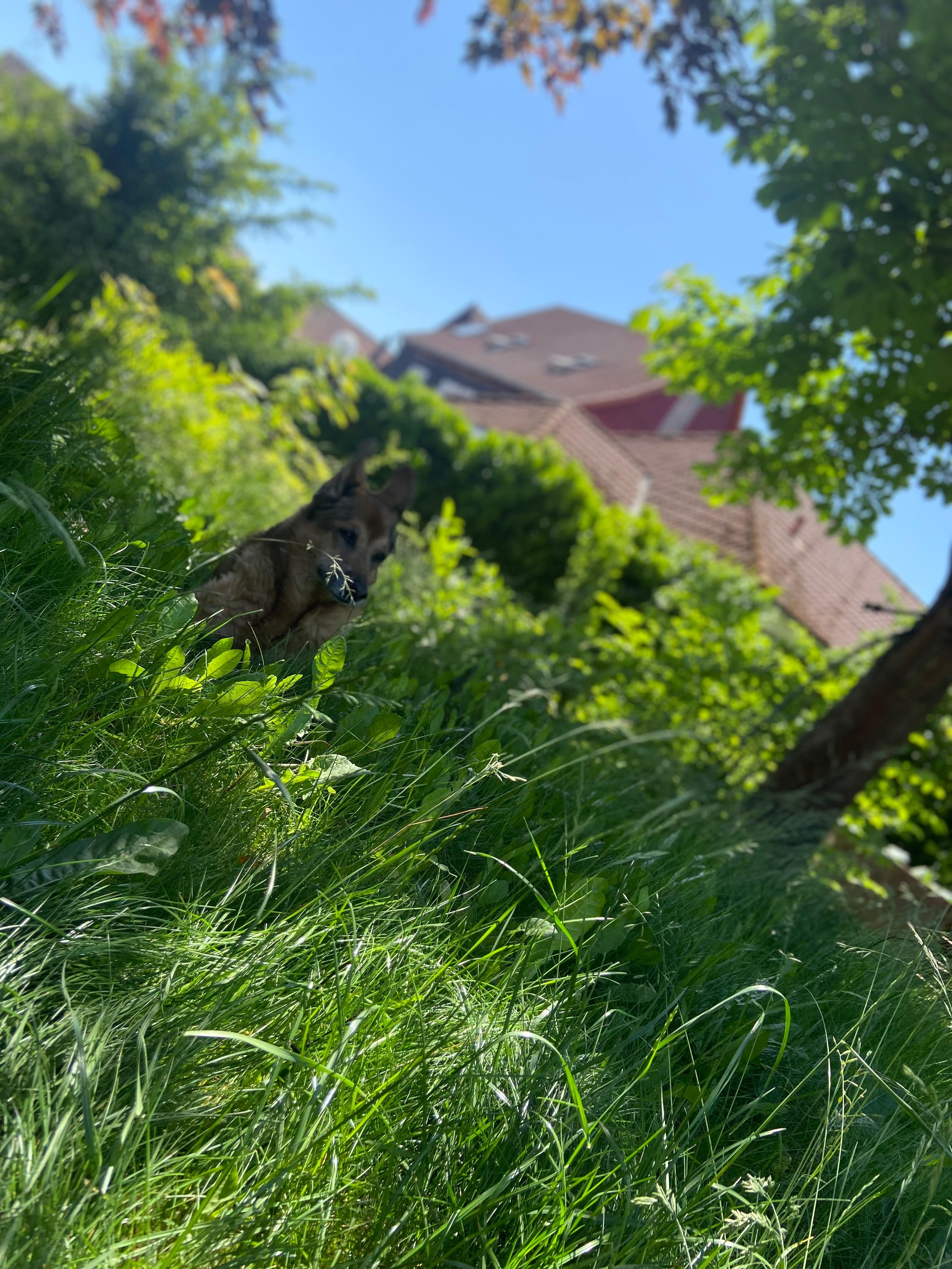 #garten #wildgarten #hundeoma #seelenhund #ruheort #lieblingsplatz