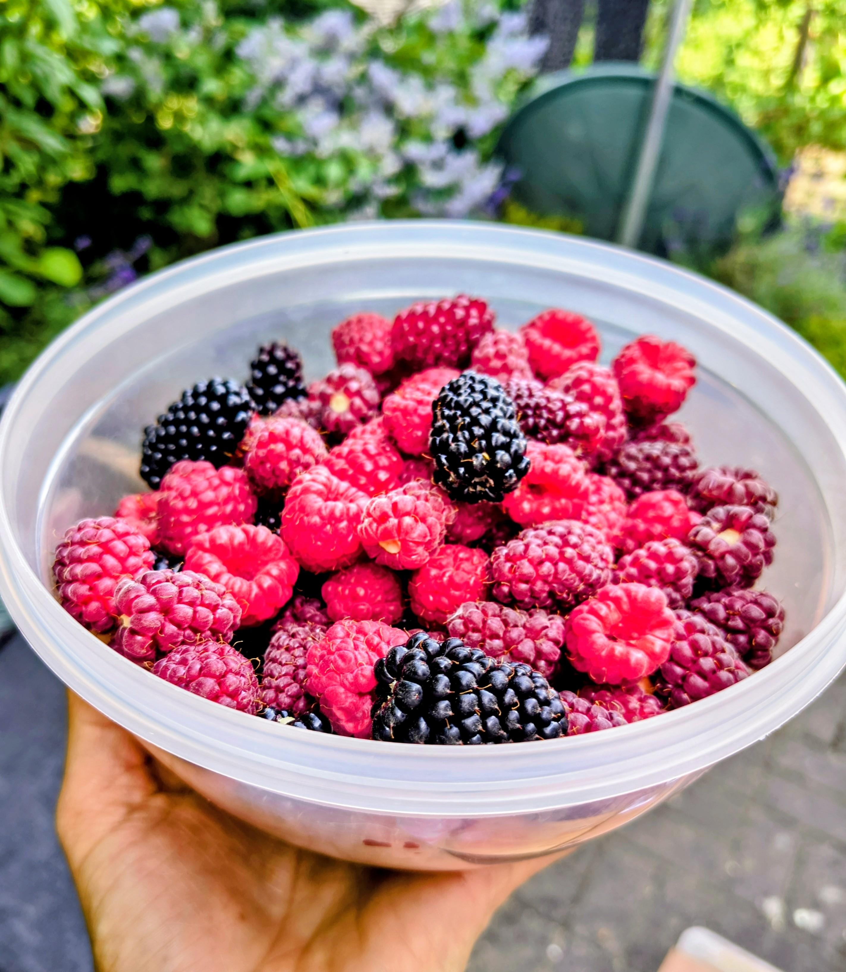 #Gartenausbeute #Beeren #Naschgarten