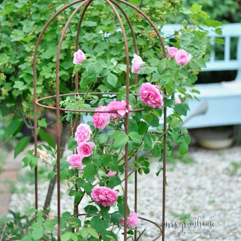 Gartenglück
#gardenlife #sommergarten #rosen #landhausgarten