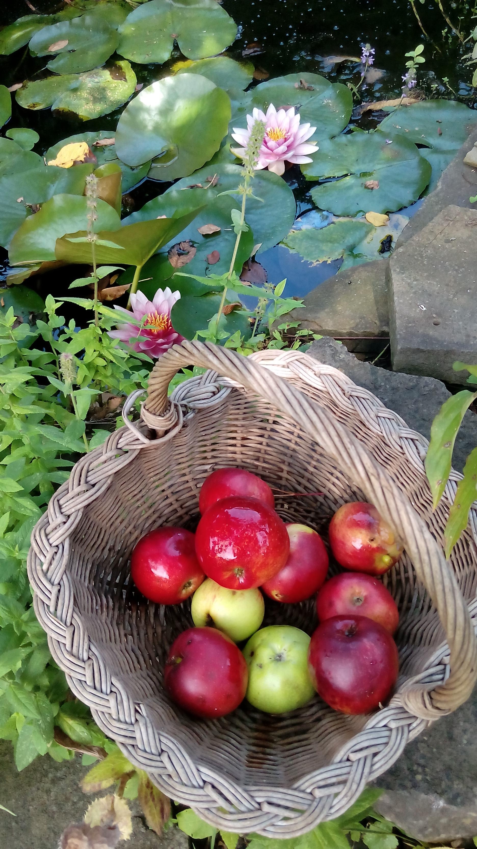 #gartenliebe #äpfel Fallobst auflesen backen?
#gartenteich #seerose 