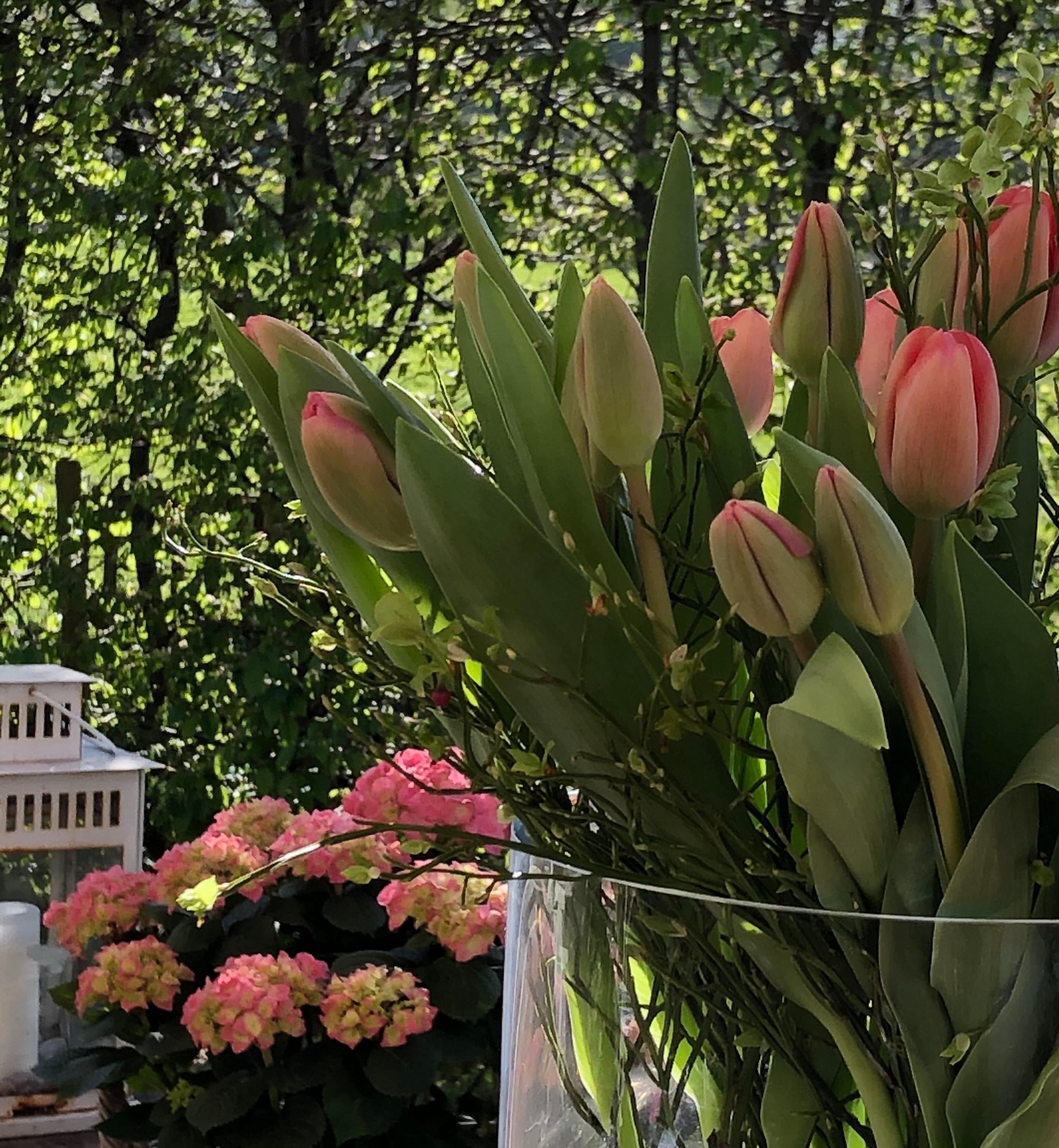 Gartenliebe...

#freshflowers #tulpen #hortensien #rosaliebe #frischesfrühlingsgrün #gartenglück