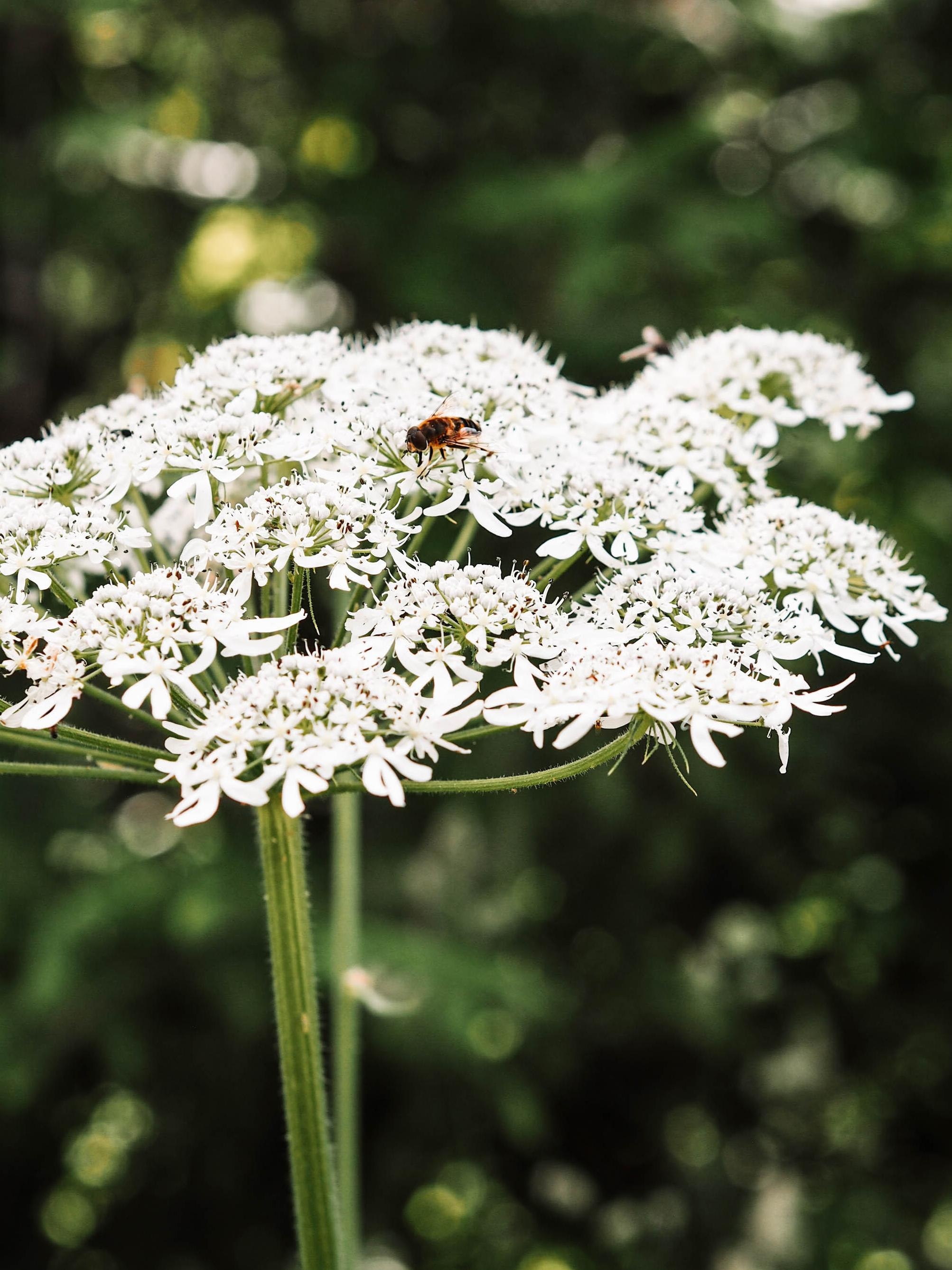 #gartenliebe ist...wenn man den Bienen beim Summen zuhören und Insekten beobachten kann. #outdoorweek